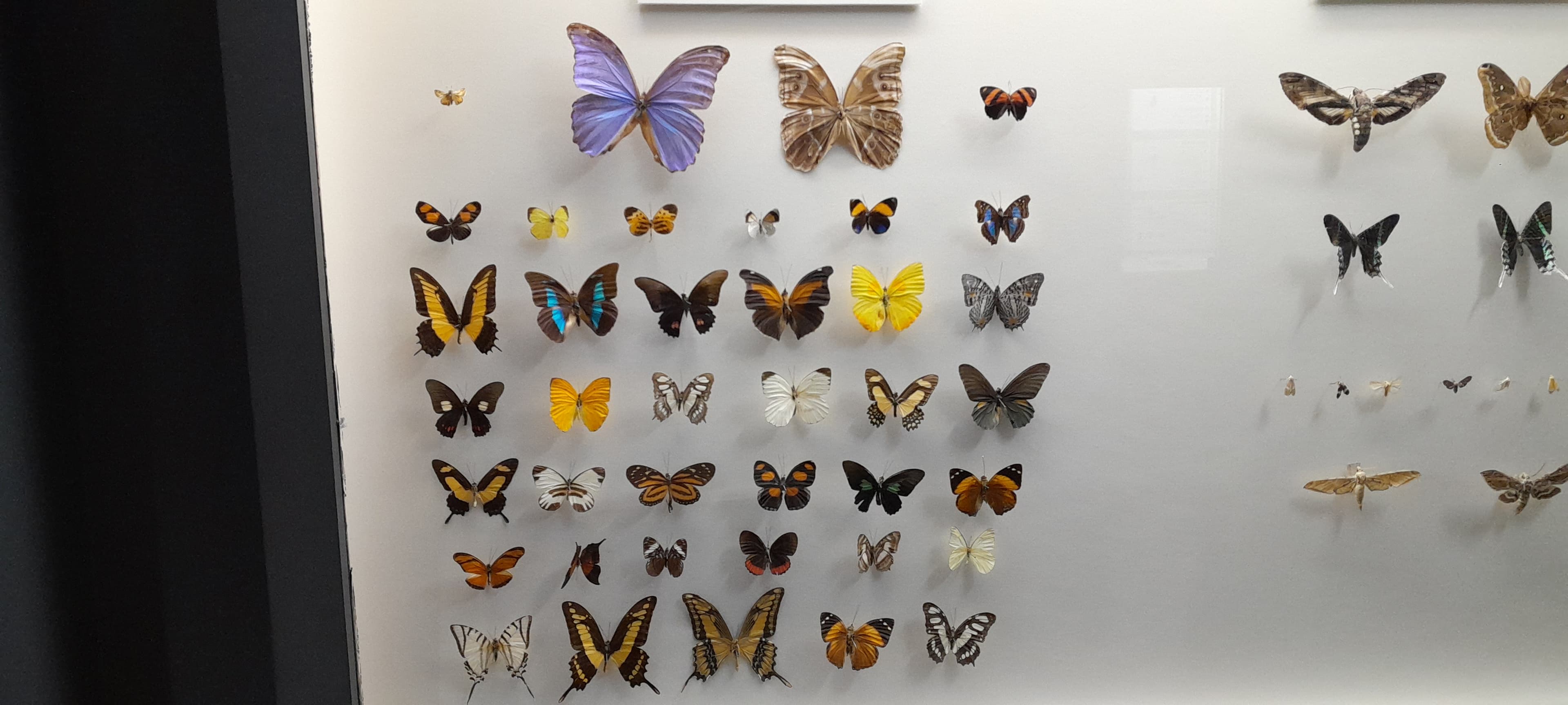 Blue Morpho