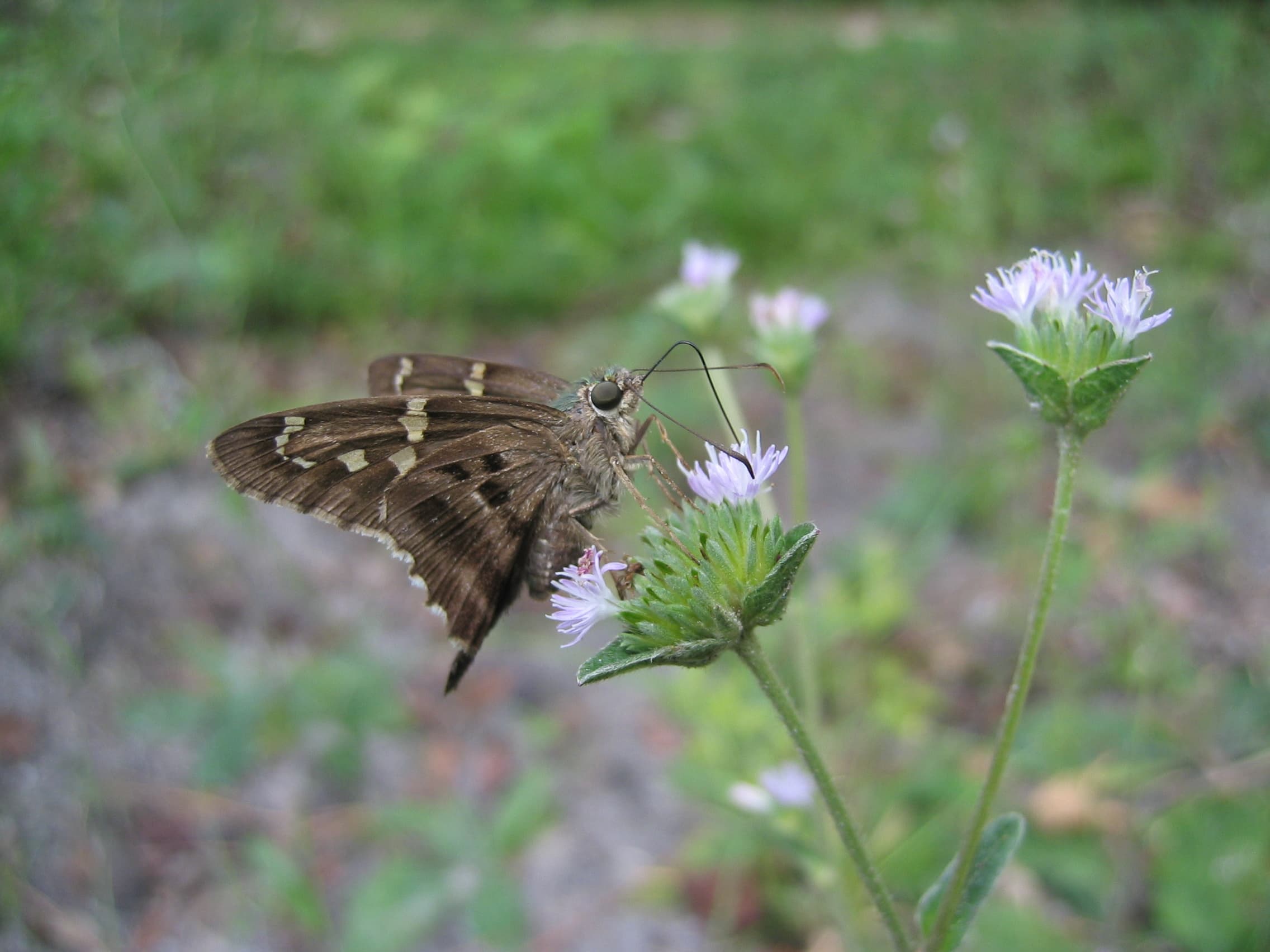Long-tailed Skipper