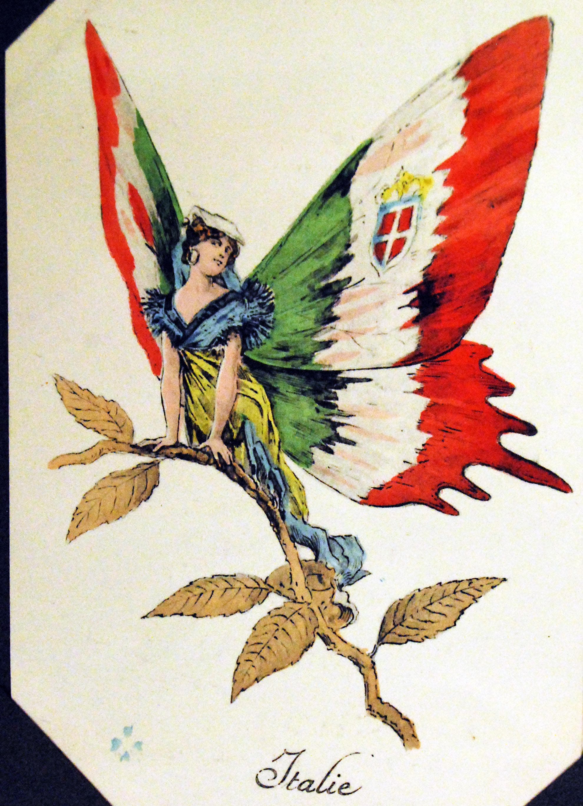 Italian Flag Butterfly (Illustration)