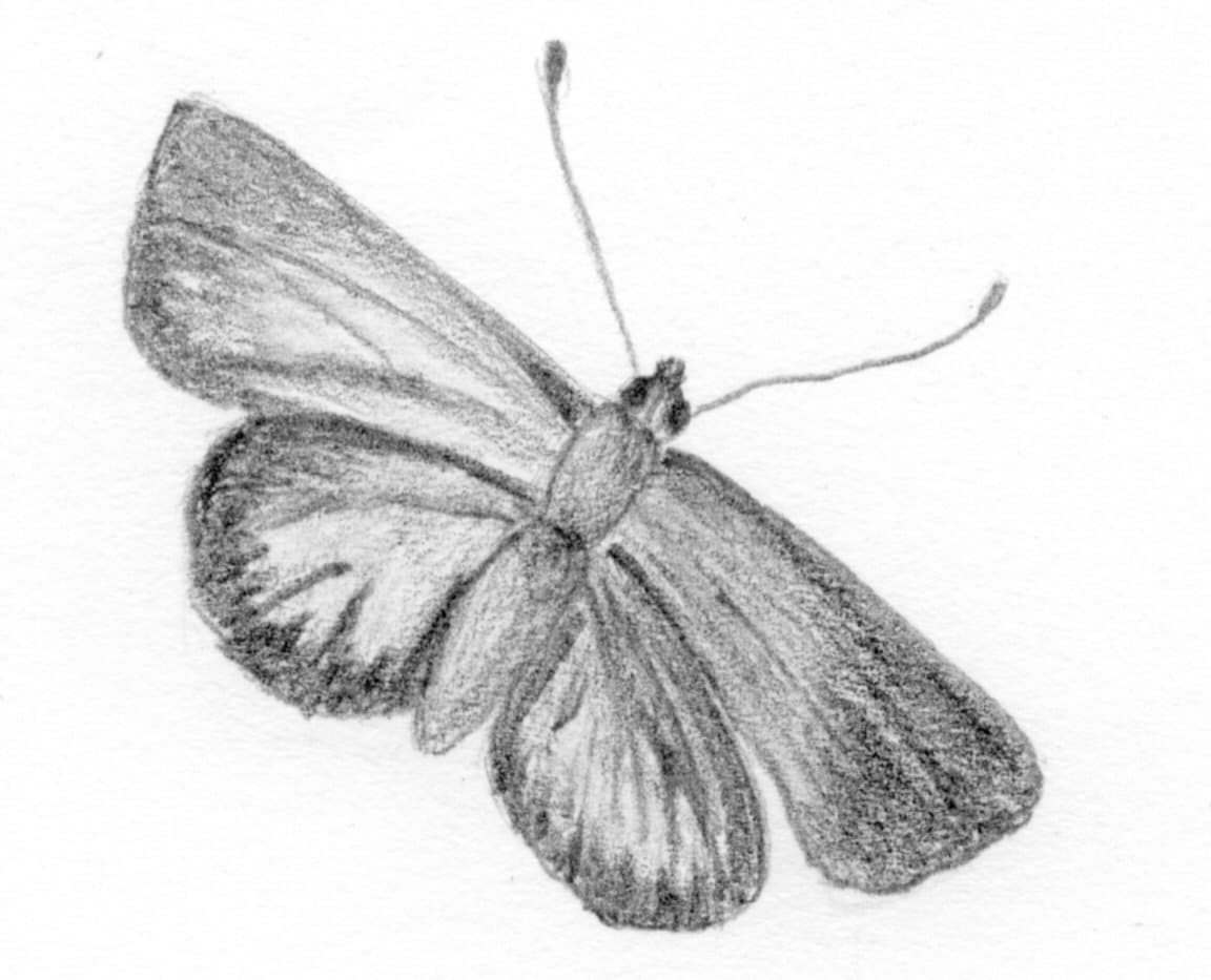 Unidentified Lycaenidae