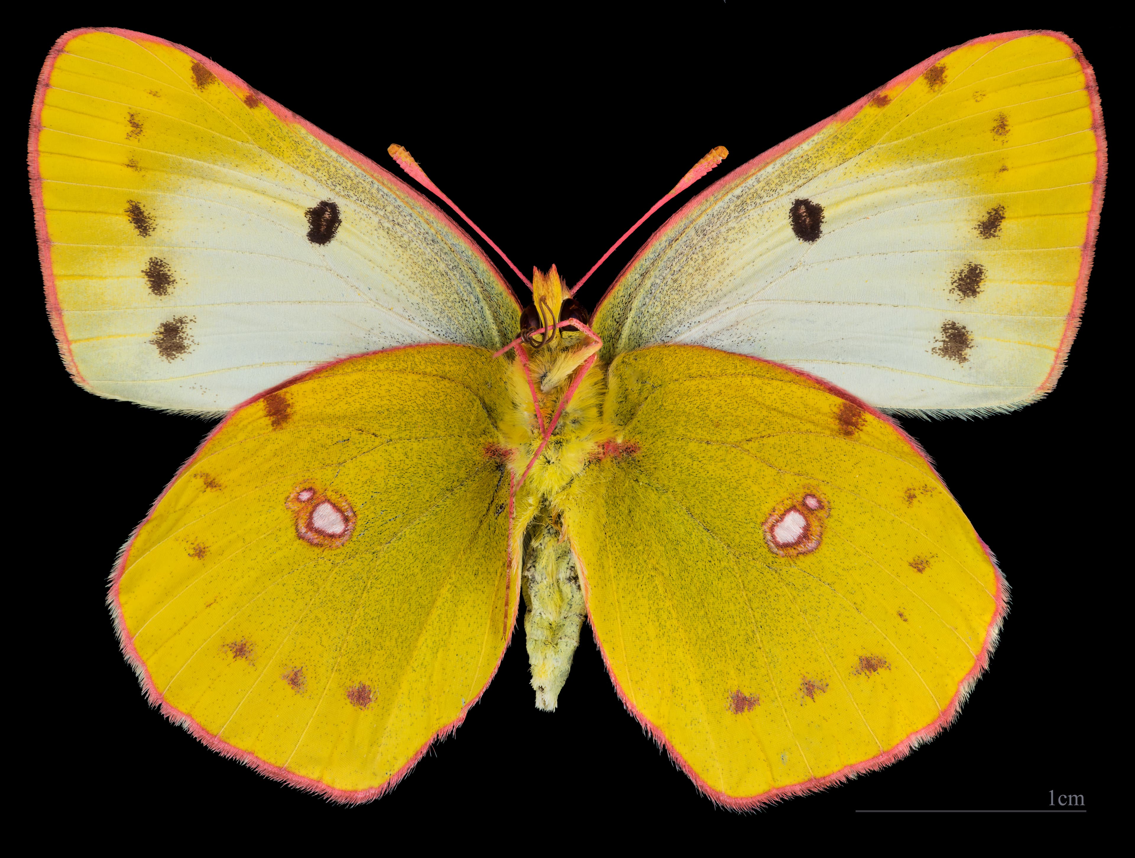 Berger's Clouded Yellow