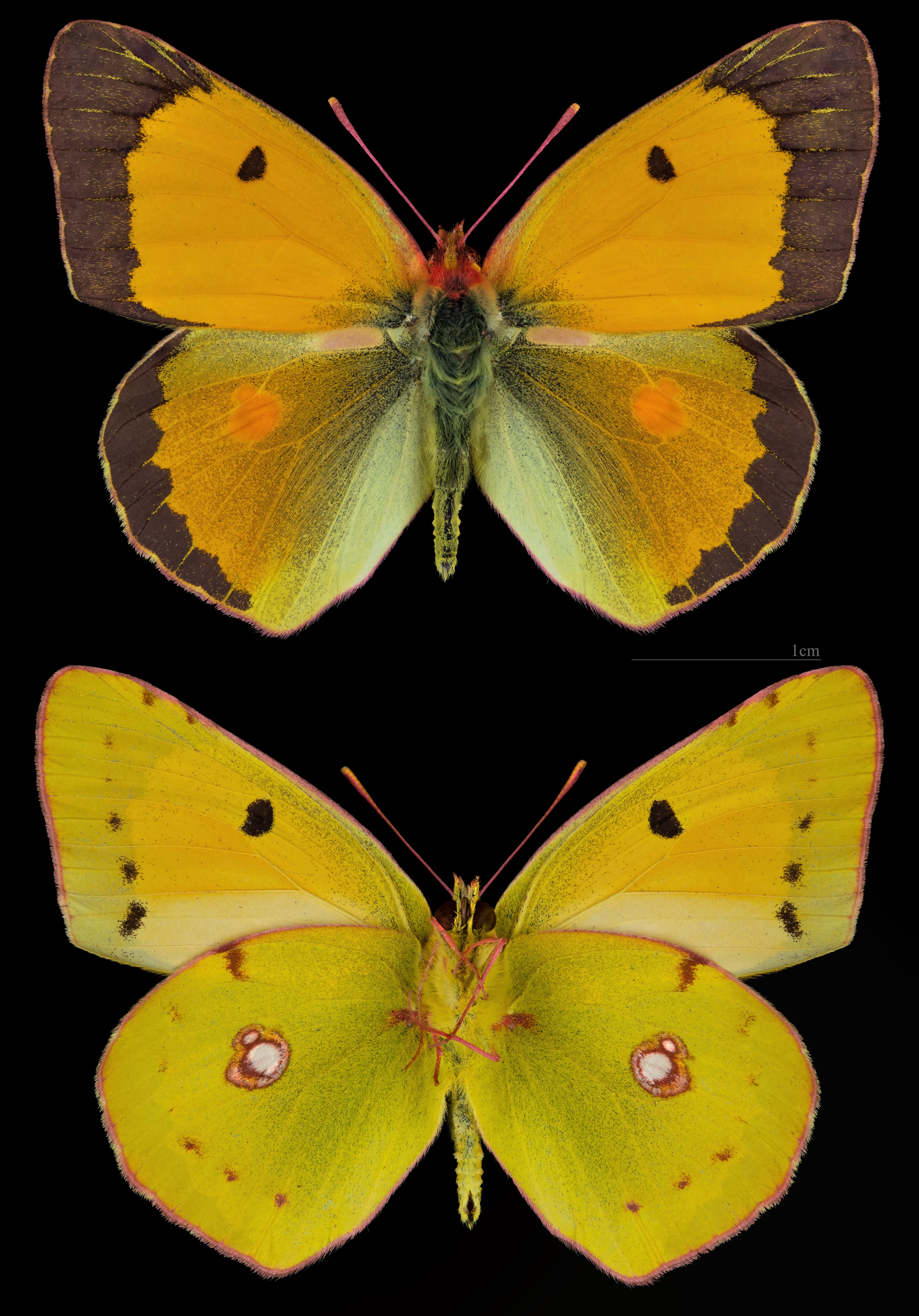 Clouded Yellow
