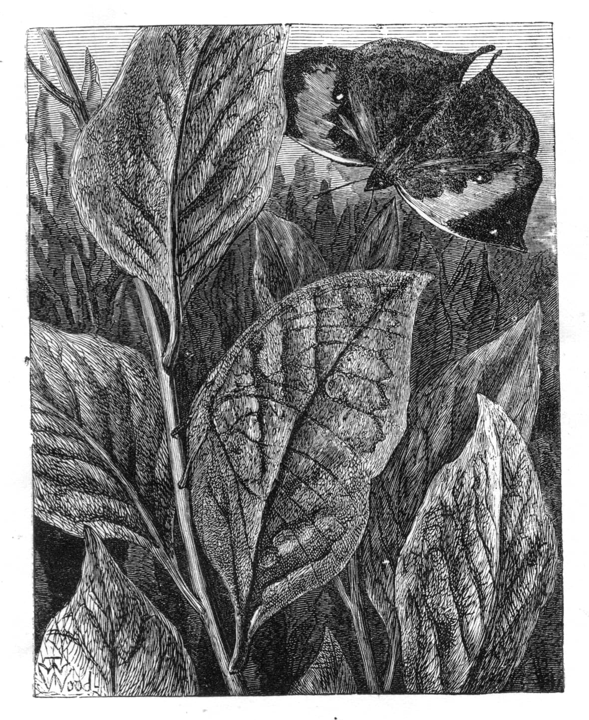 Leaf Butterfly