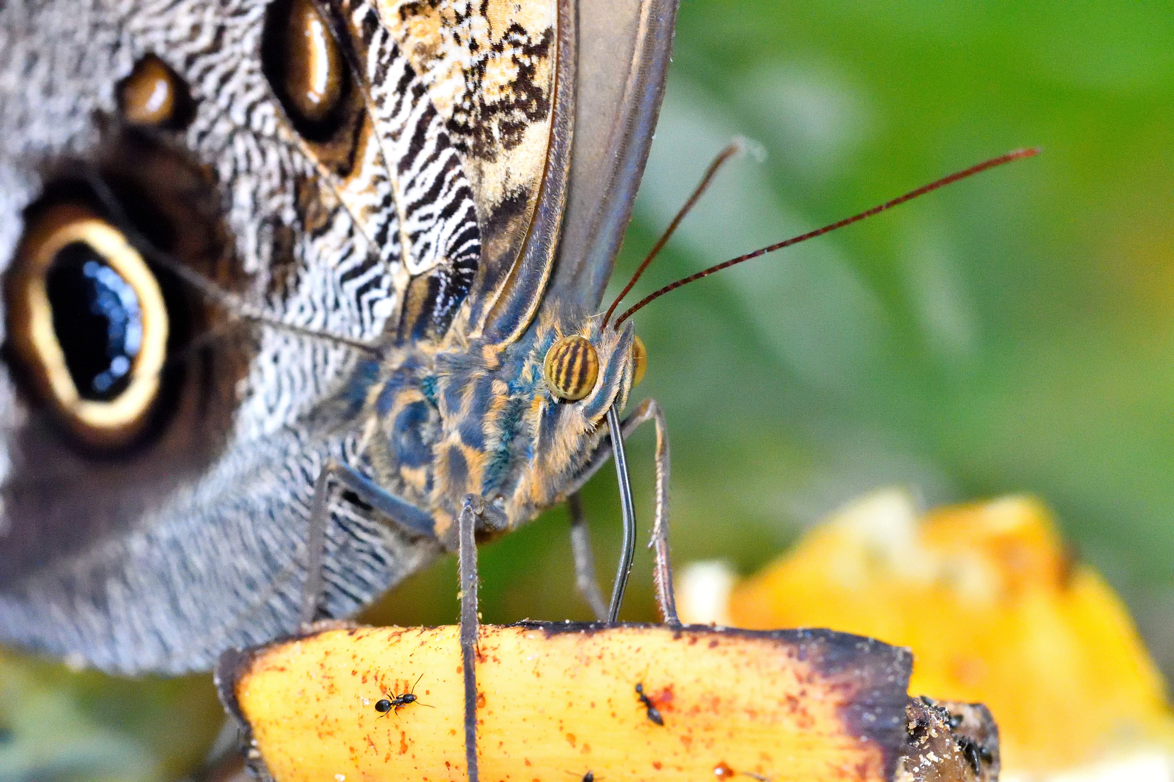 Owl butterfly