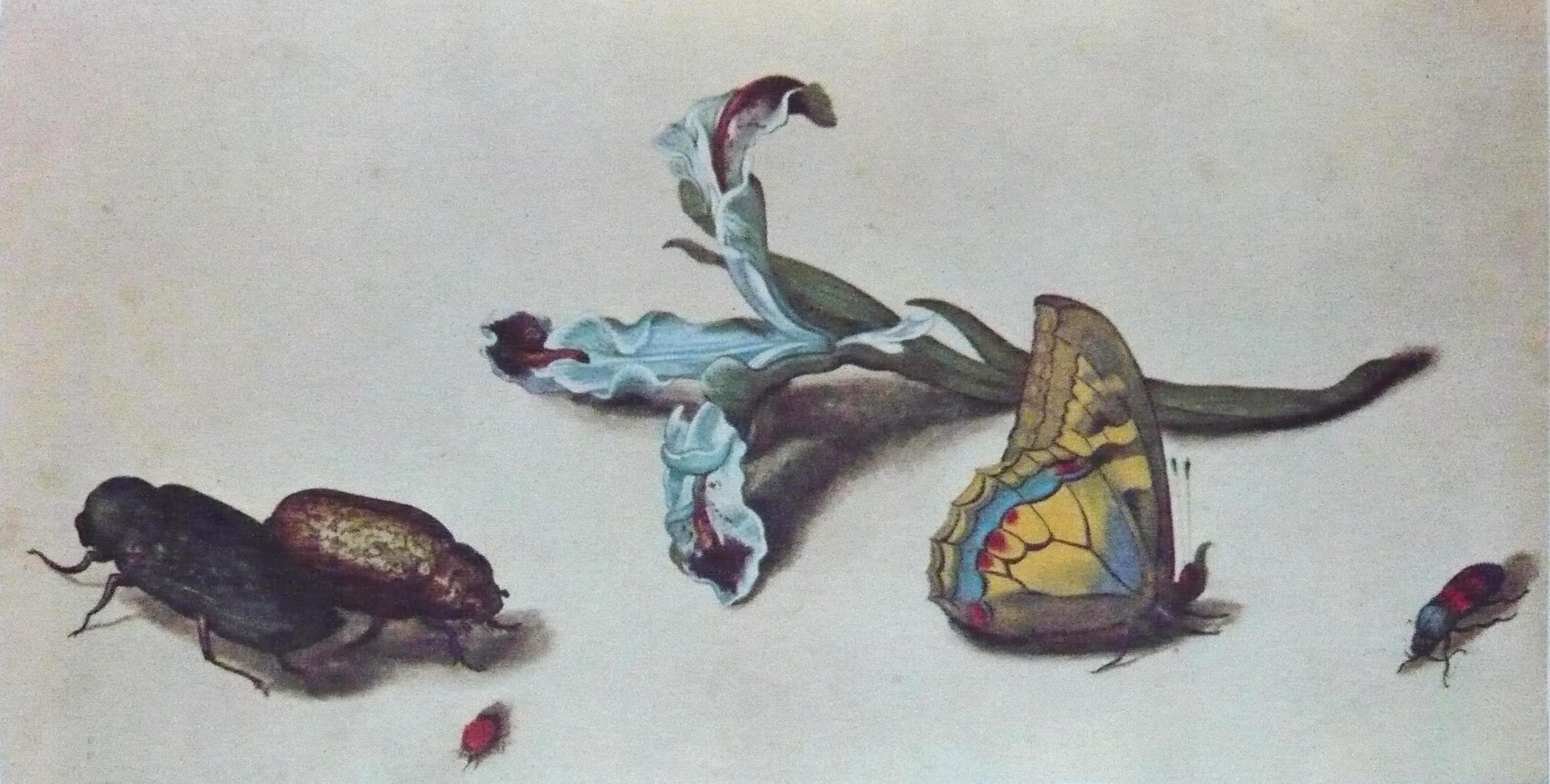 Old World Swallowtail
