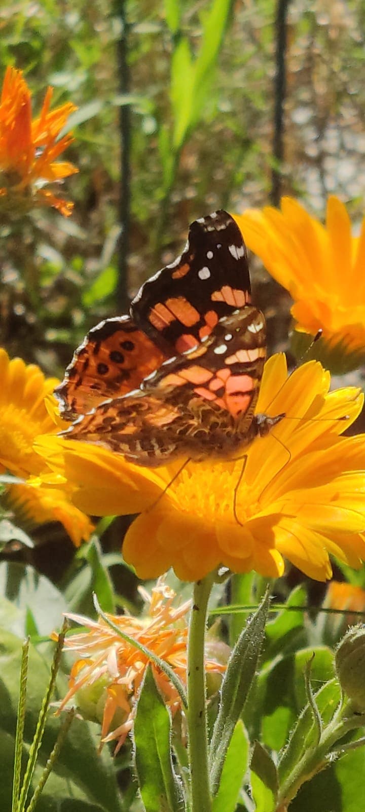 Western Painted Lady