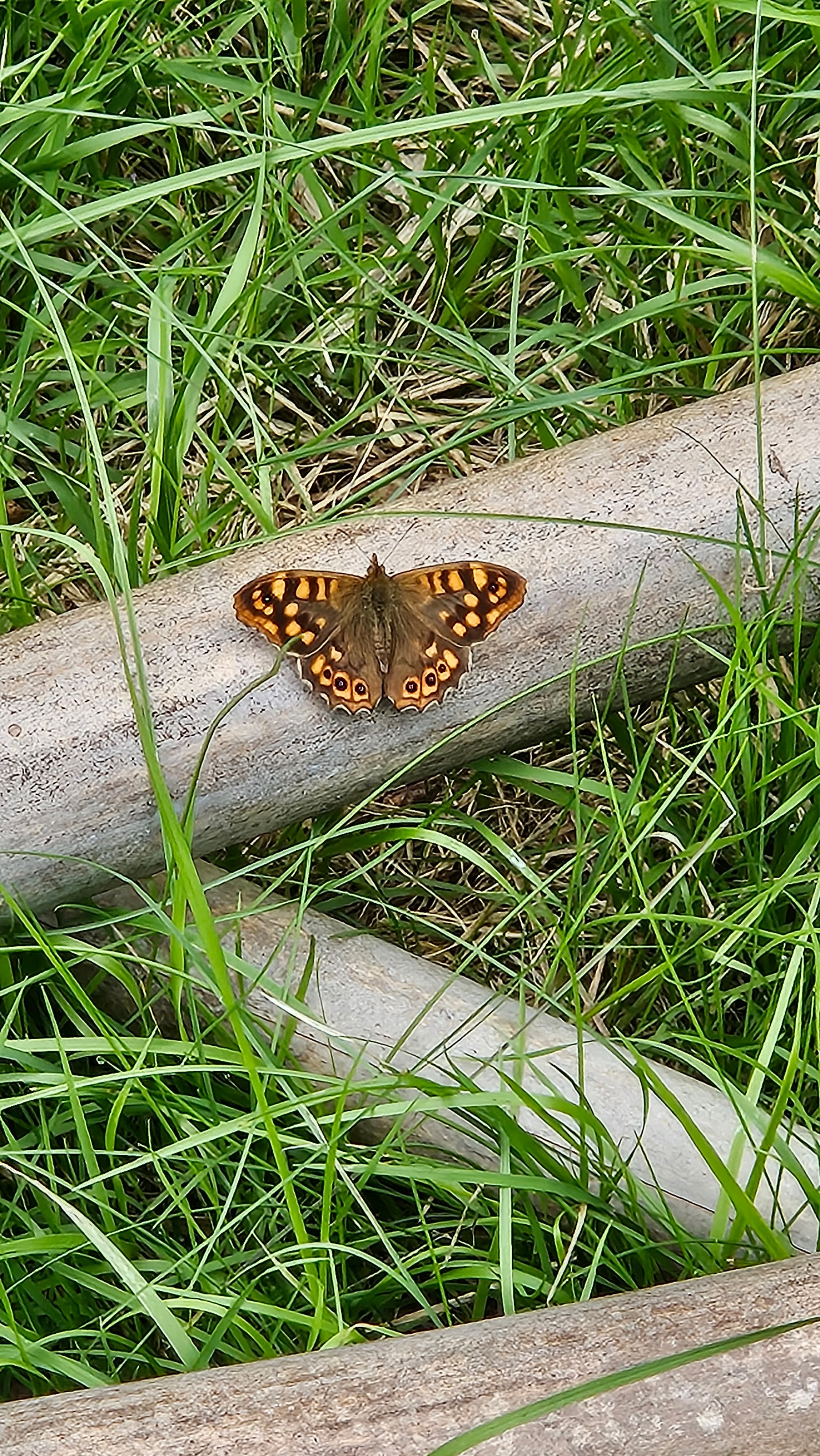 Canary Speckled Wood
