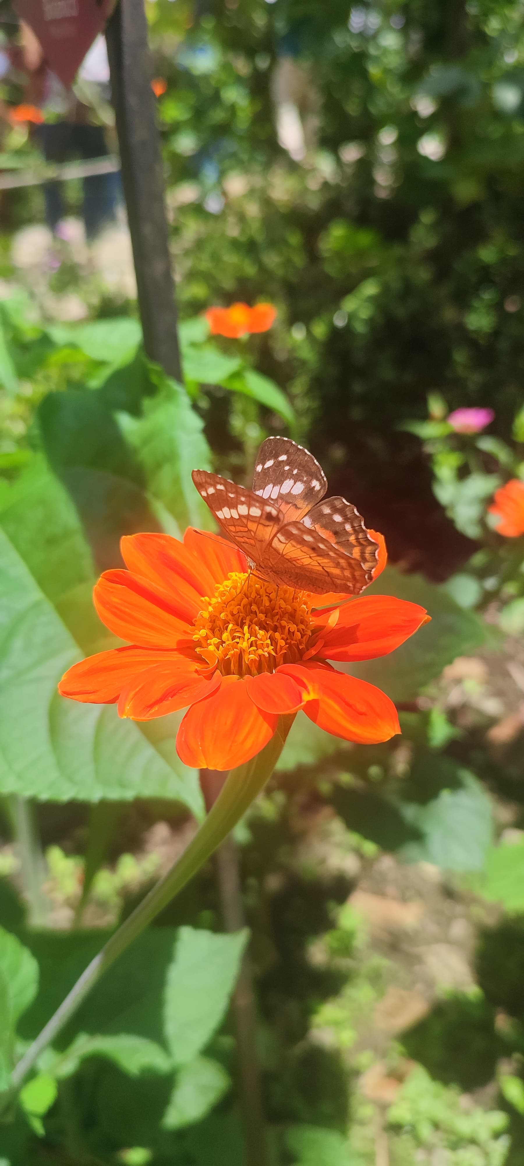 Mexican Bluewing