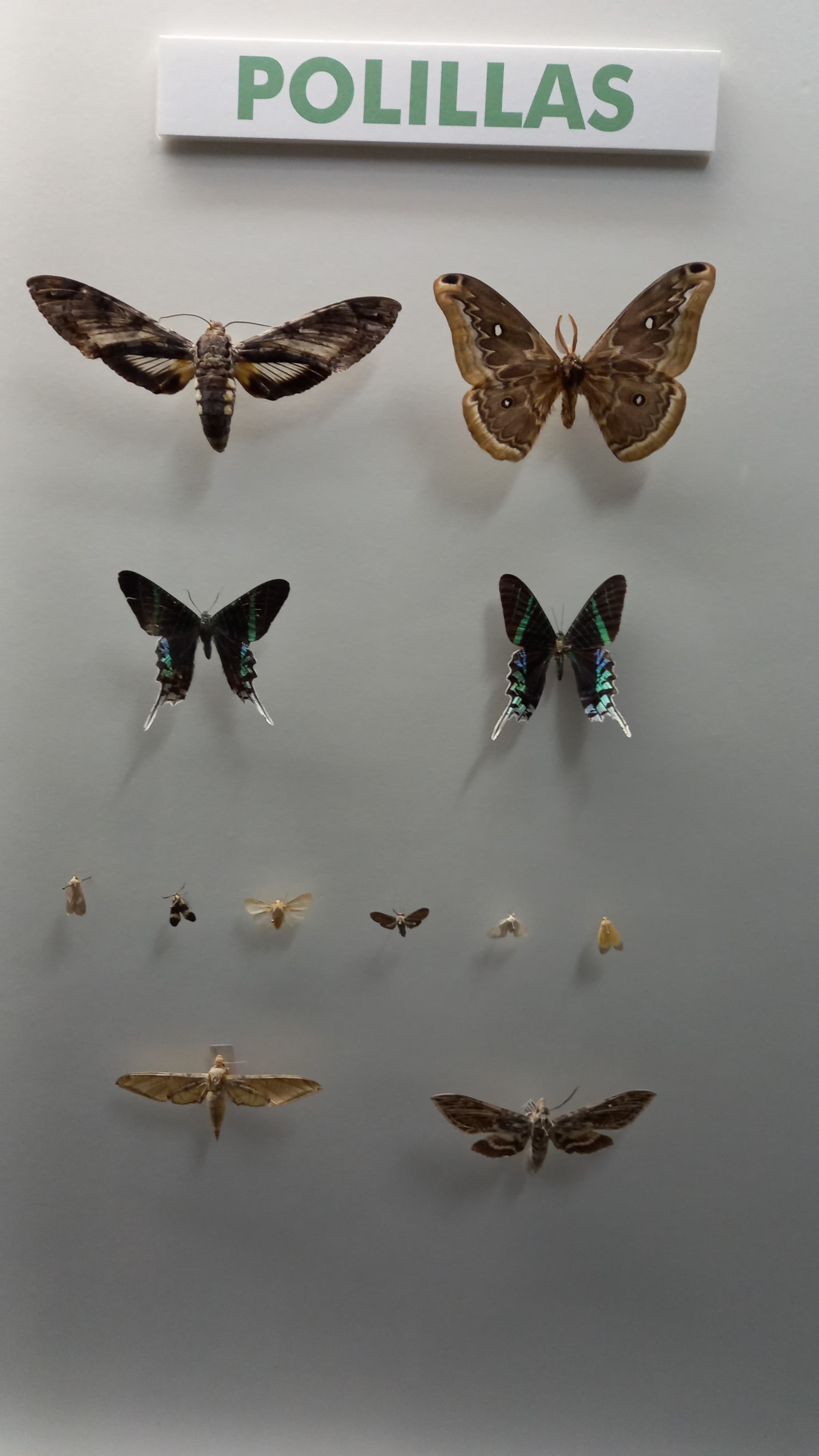 Green-striped Urania