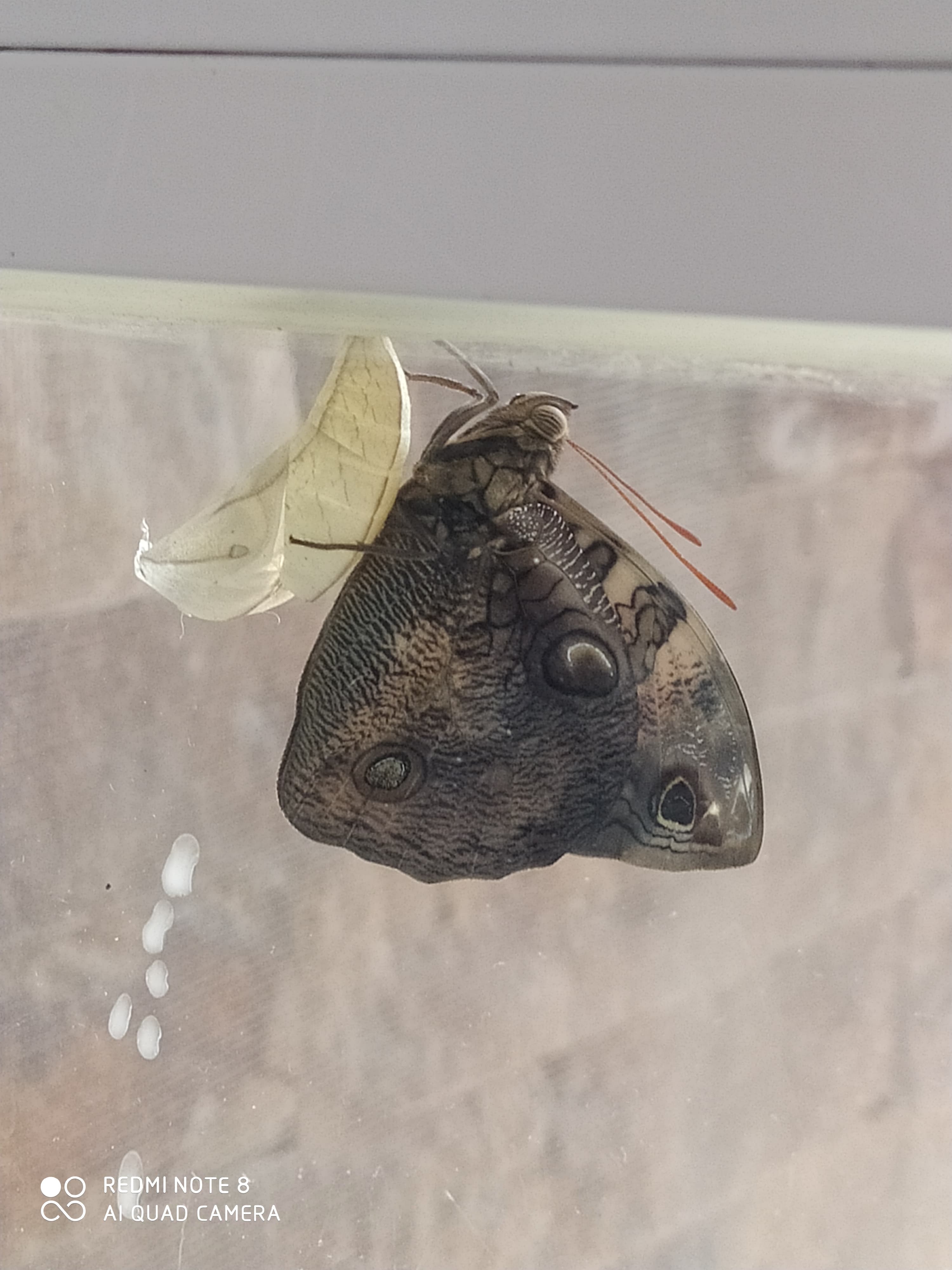 Giant Owl Butterfly