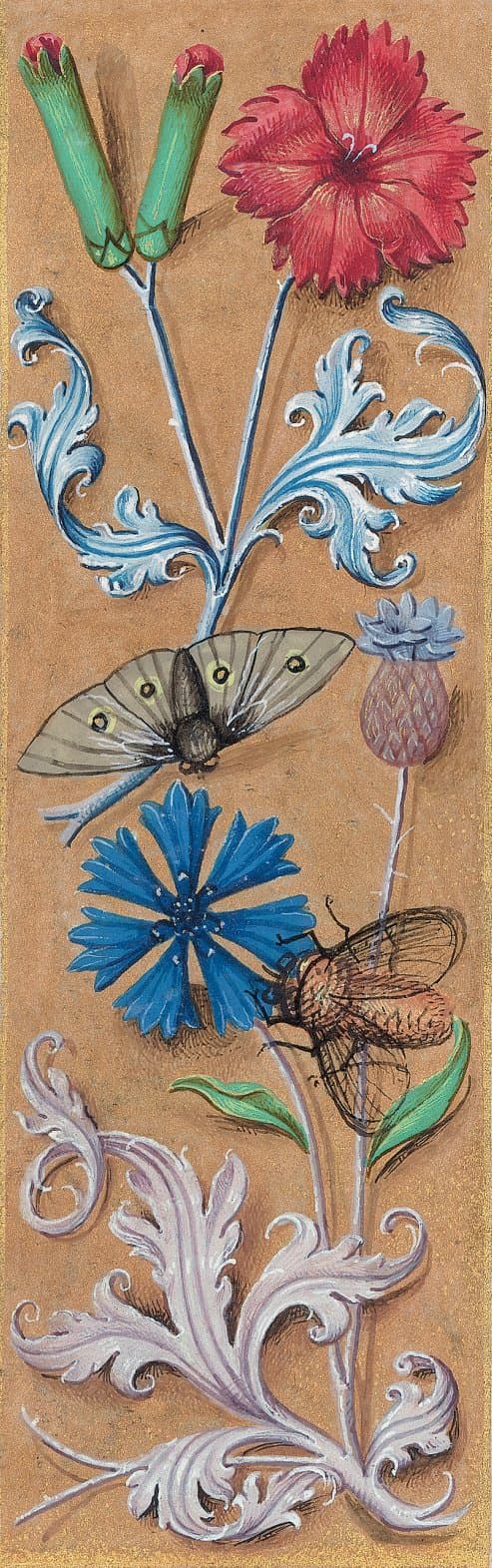 Giant Peacock Moth