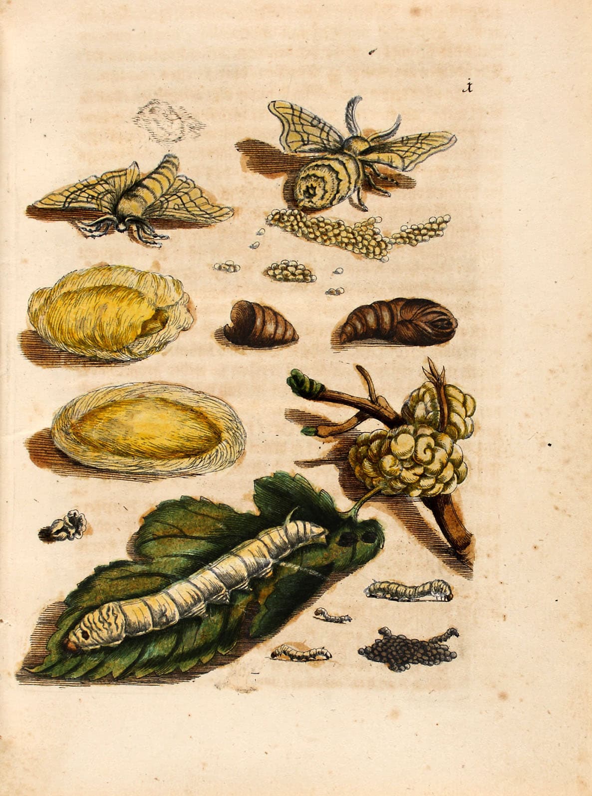 Silkworm Moth