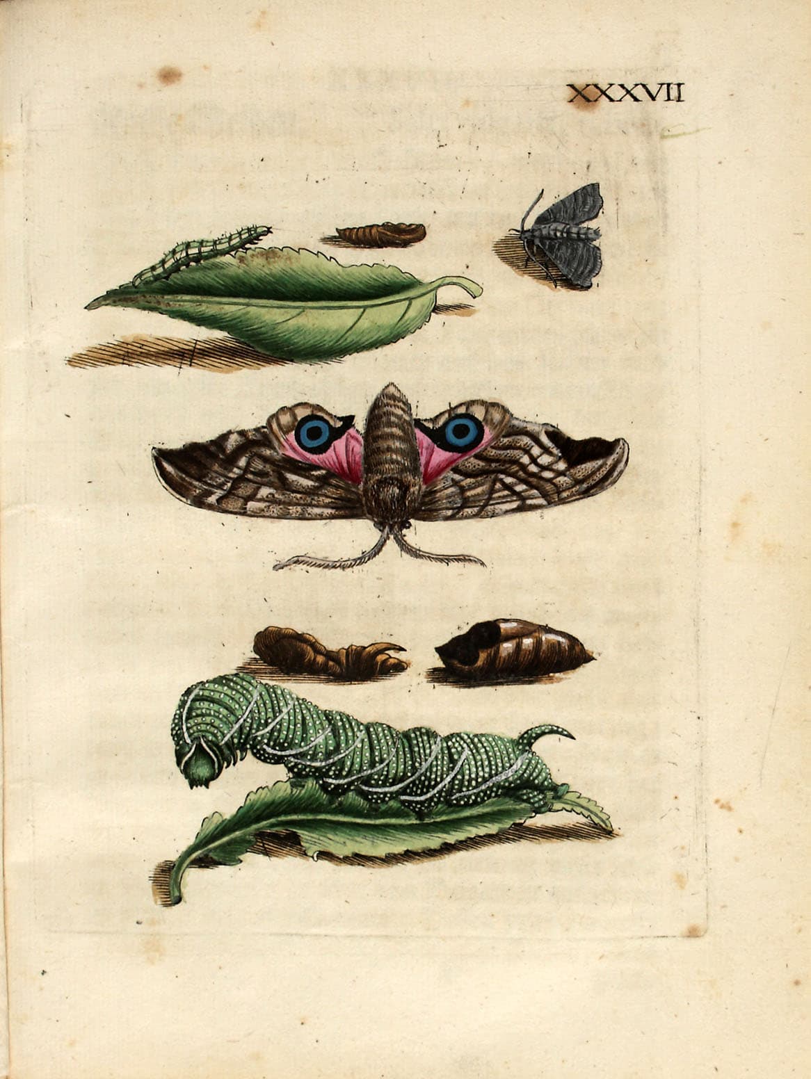 Eyed Hawk-moth