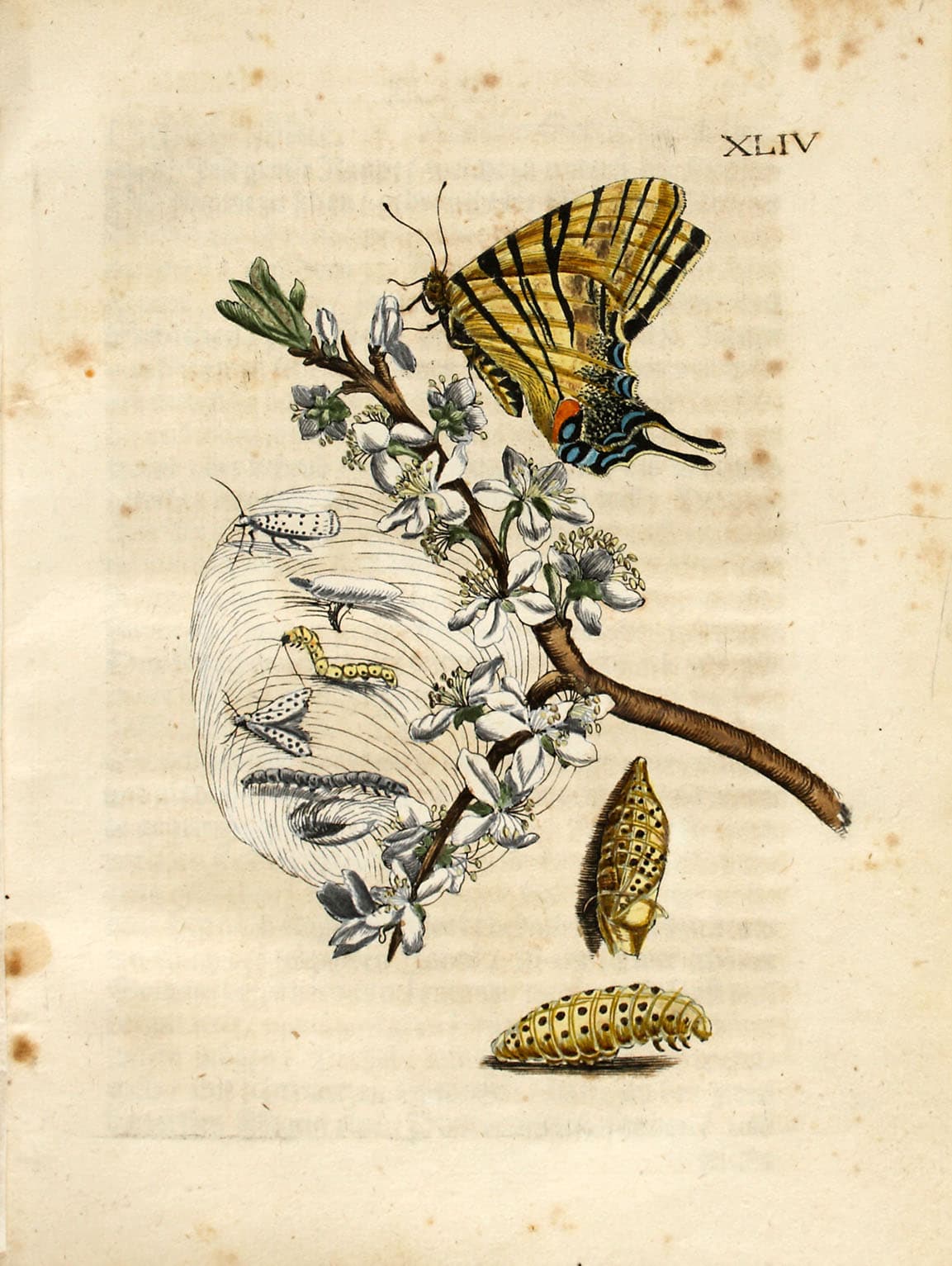 Scarce Swallowtail