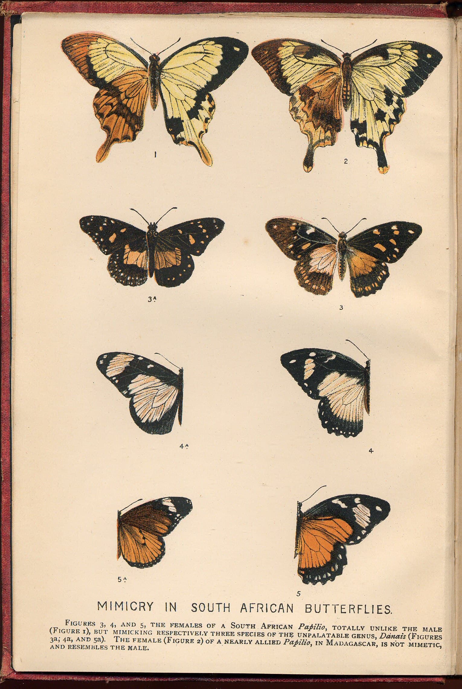 Mocker Swallowtail