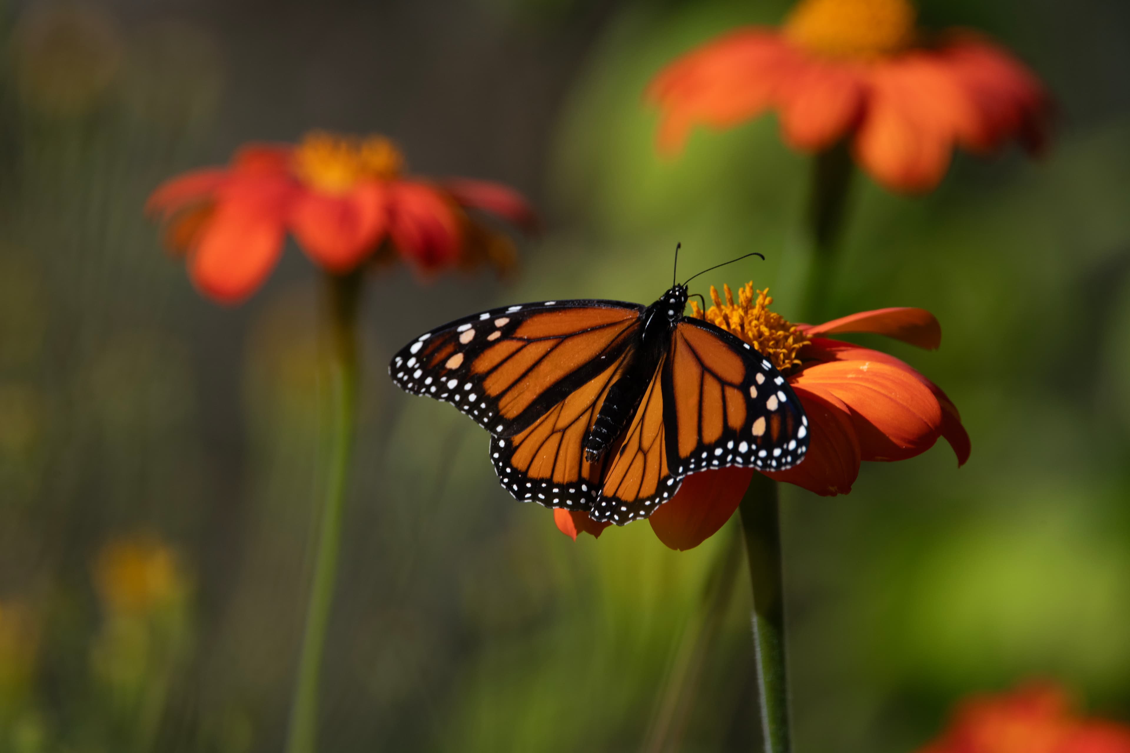 Monarch Butterfly