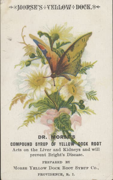 Eastern Comma