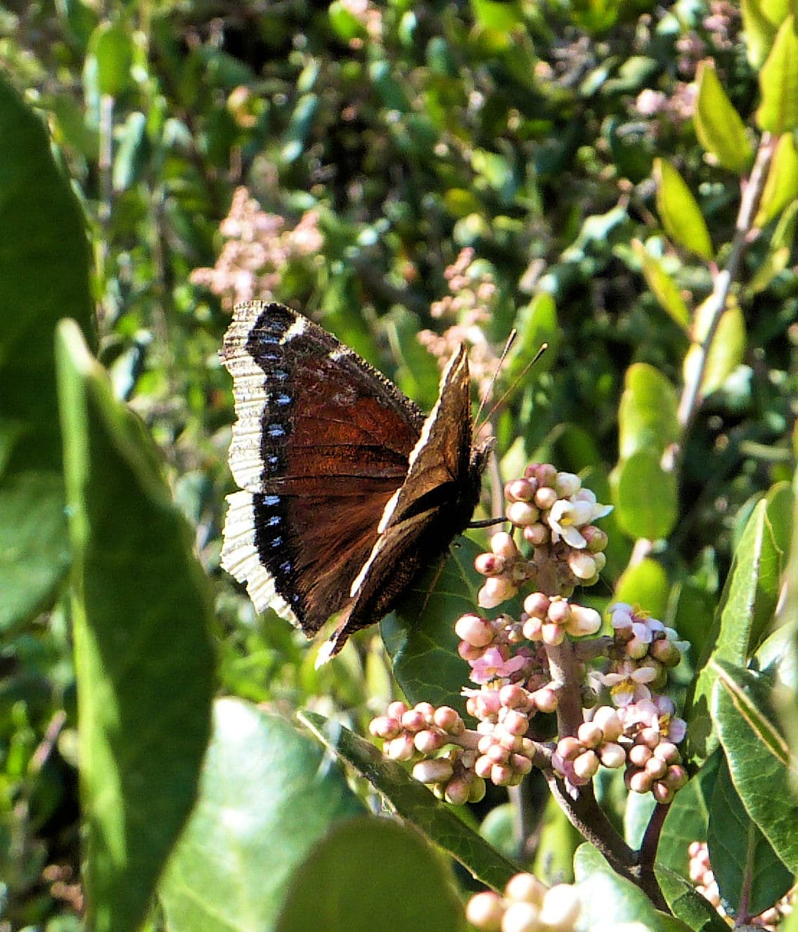 Mourning Cloak