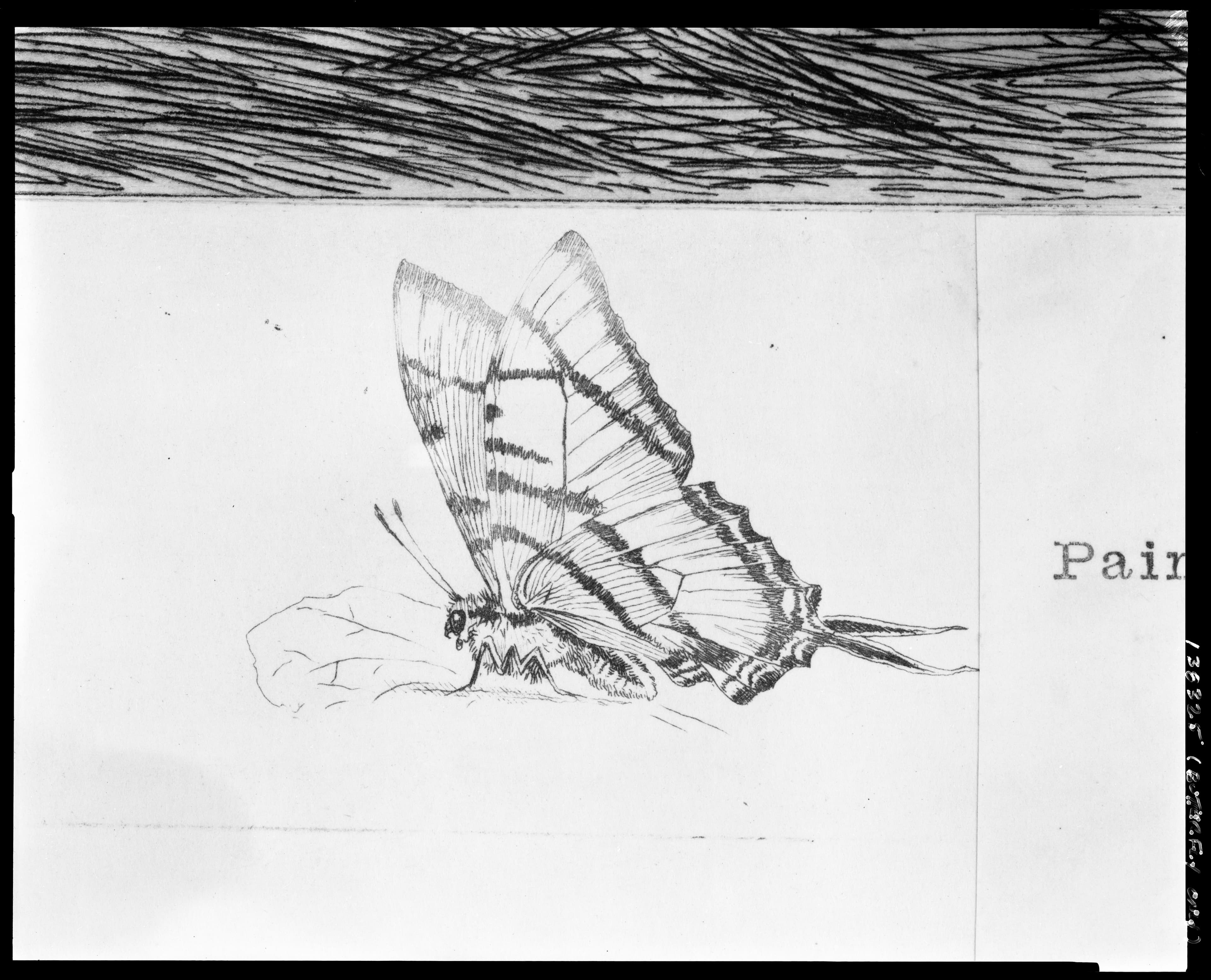 Scarce Swallowtail