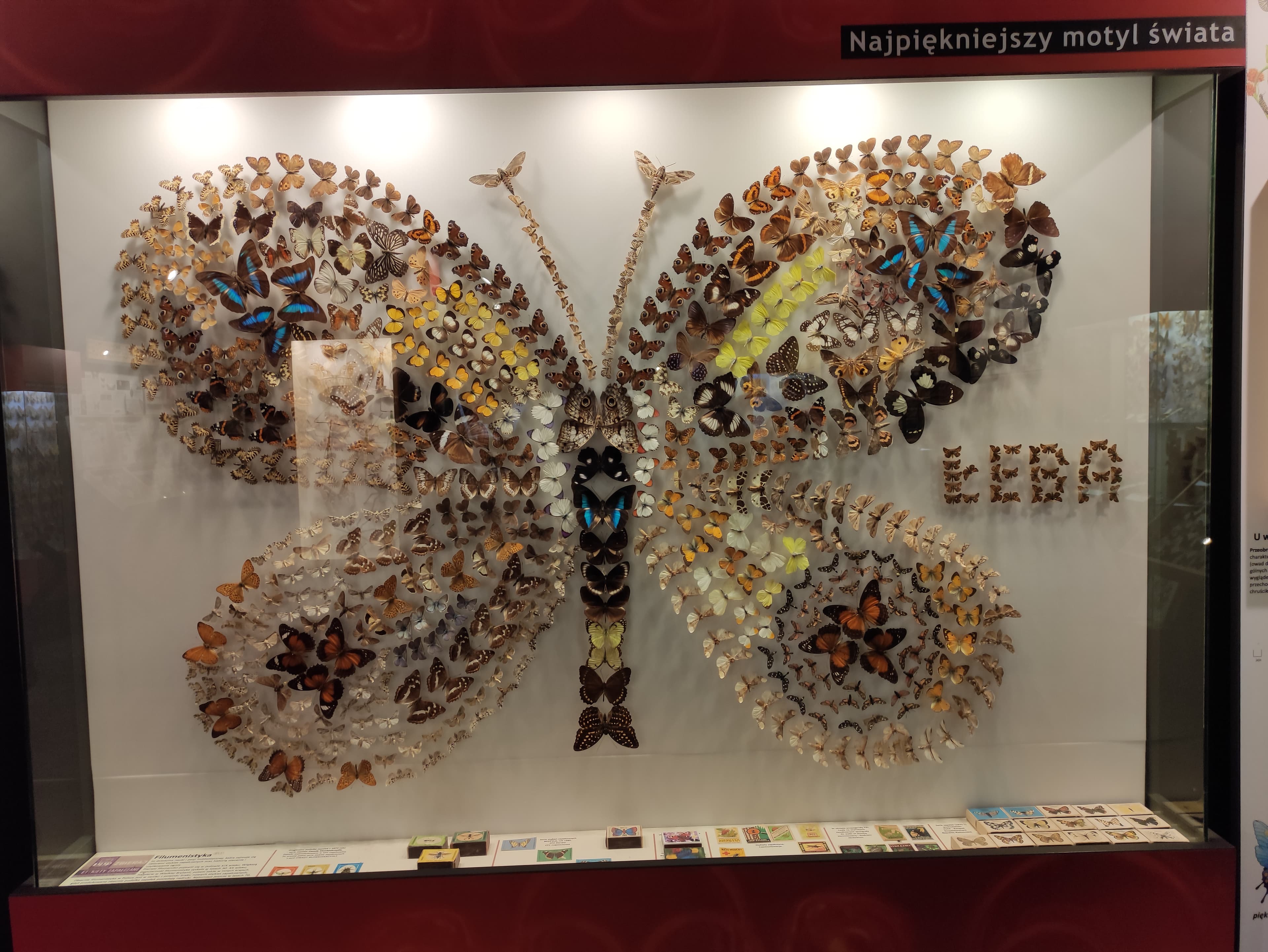 Artistic Butterfly Display