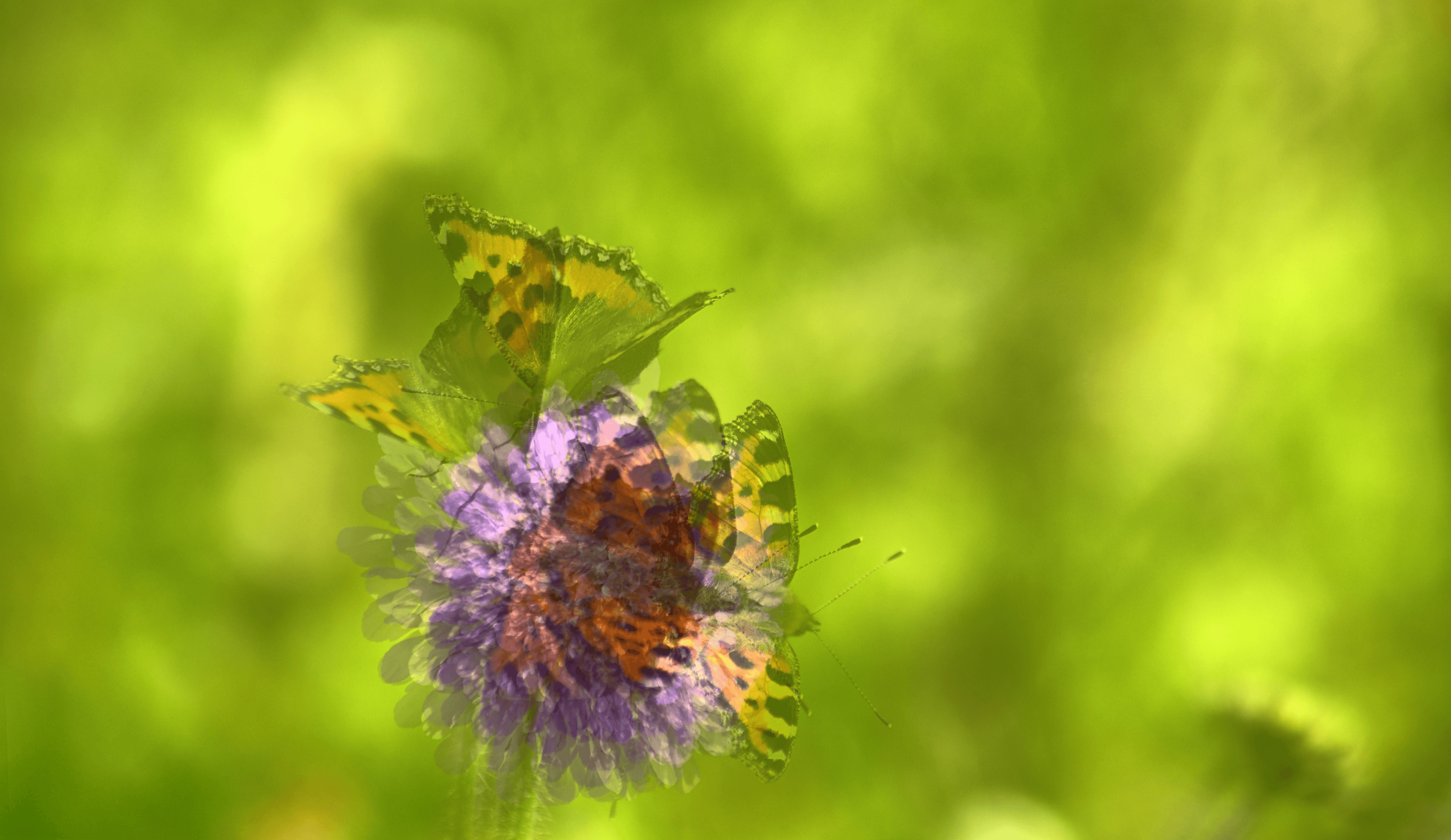 Small Tortoiseshell