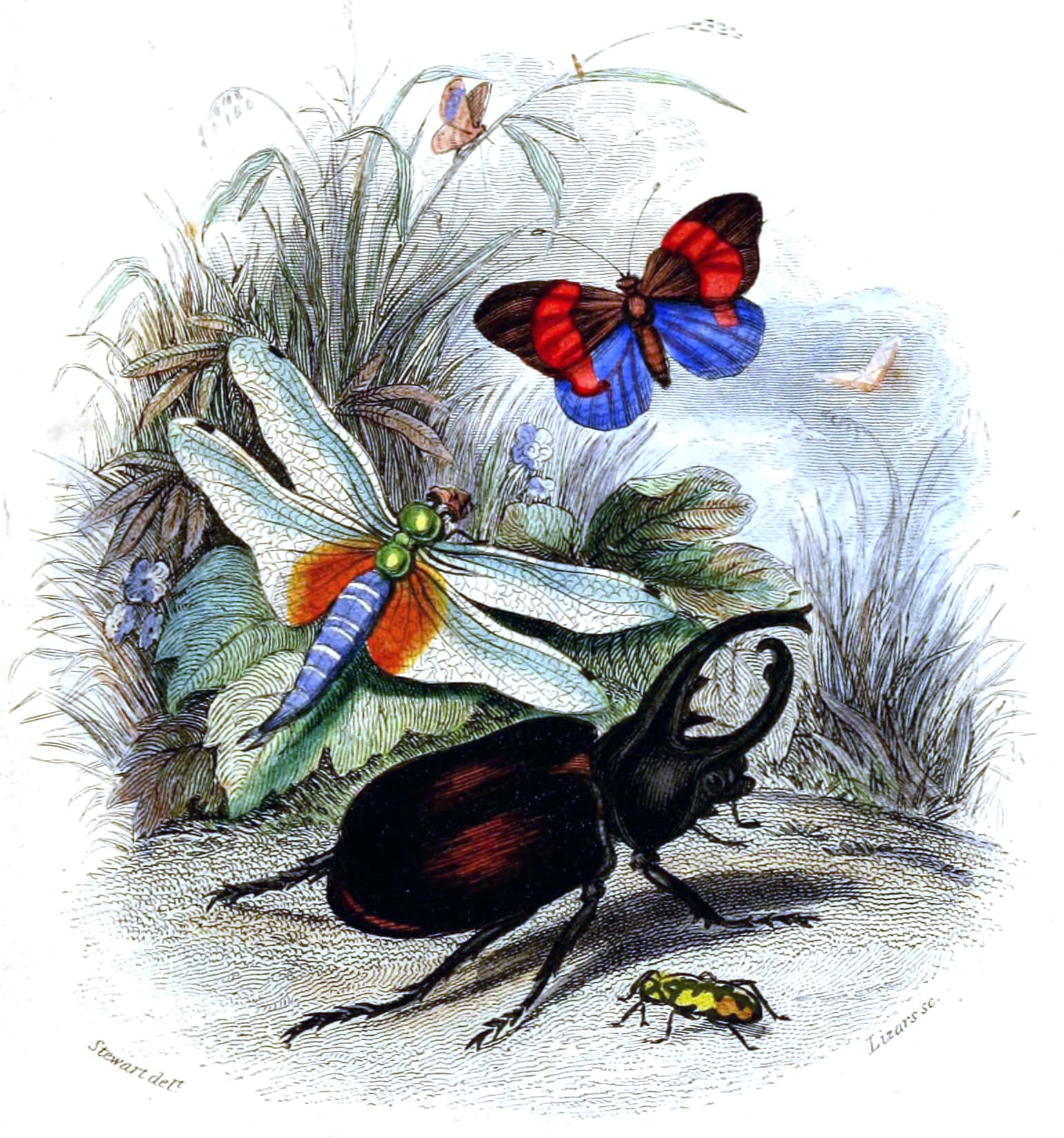 Red-rim butterfly
