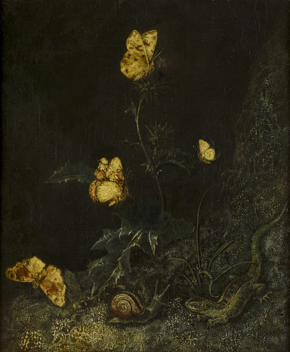 Fritillary (general type)