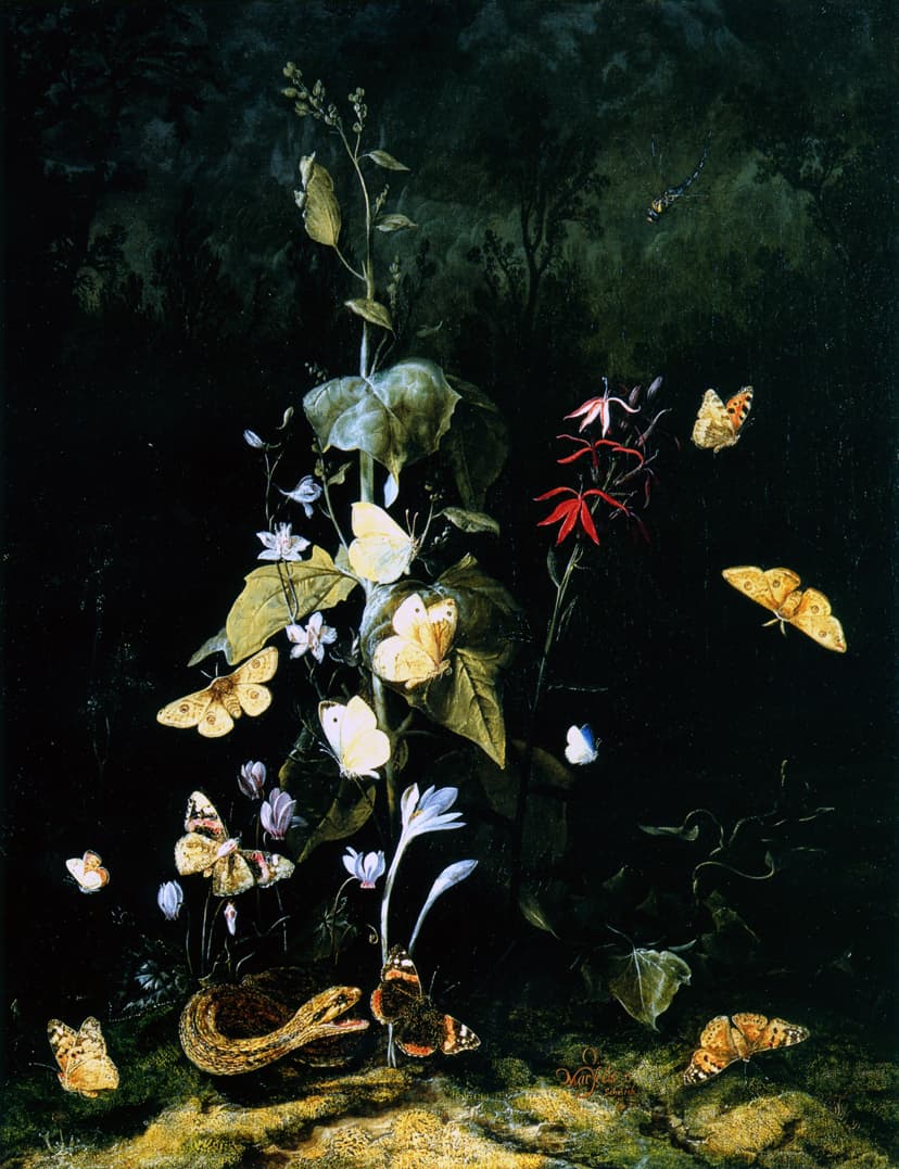 Red Admiral