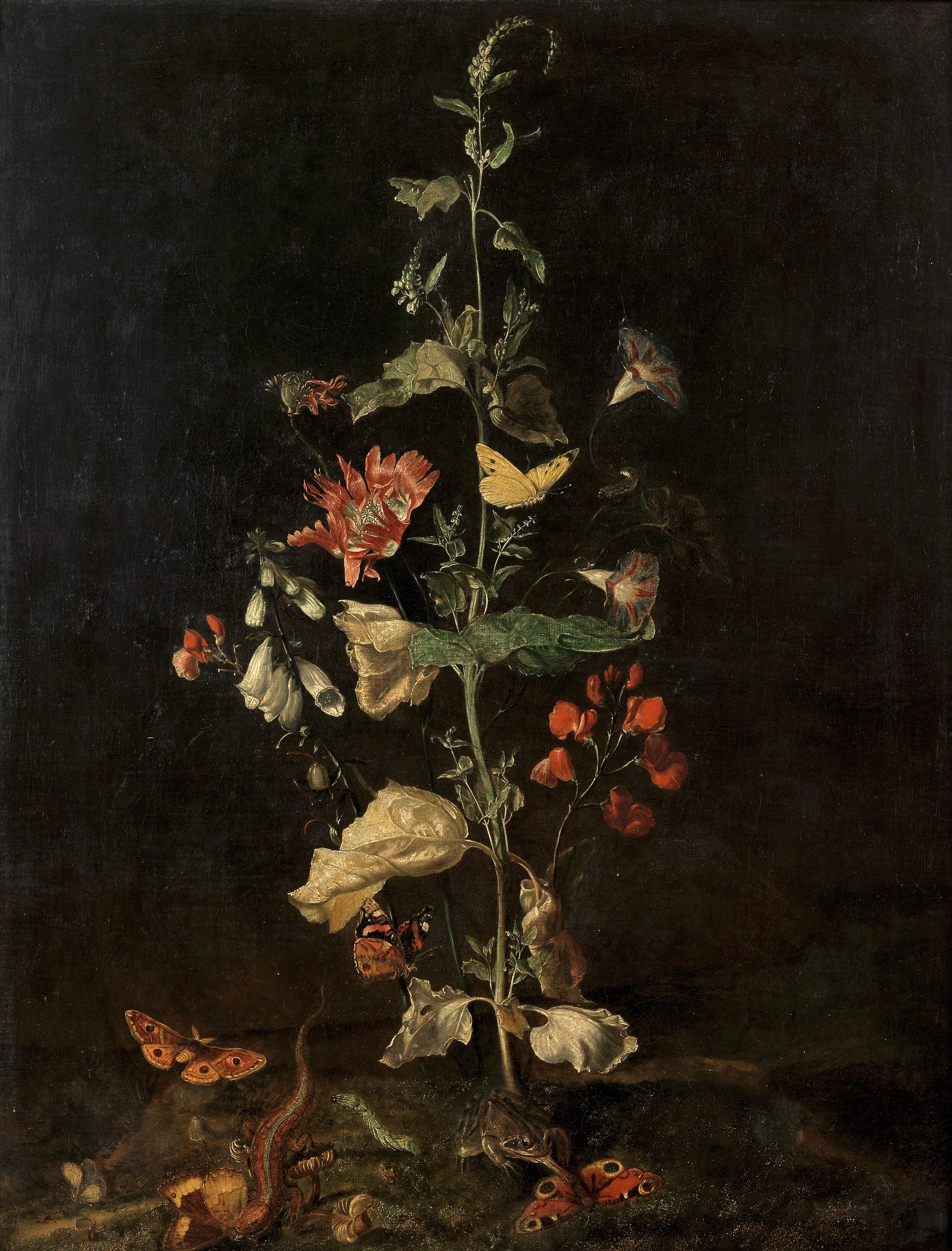 Red Admiral