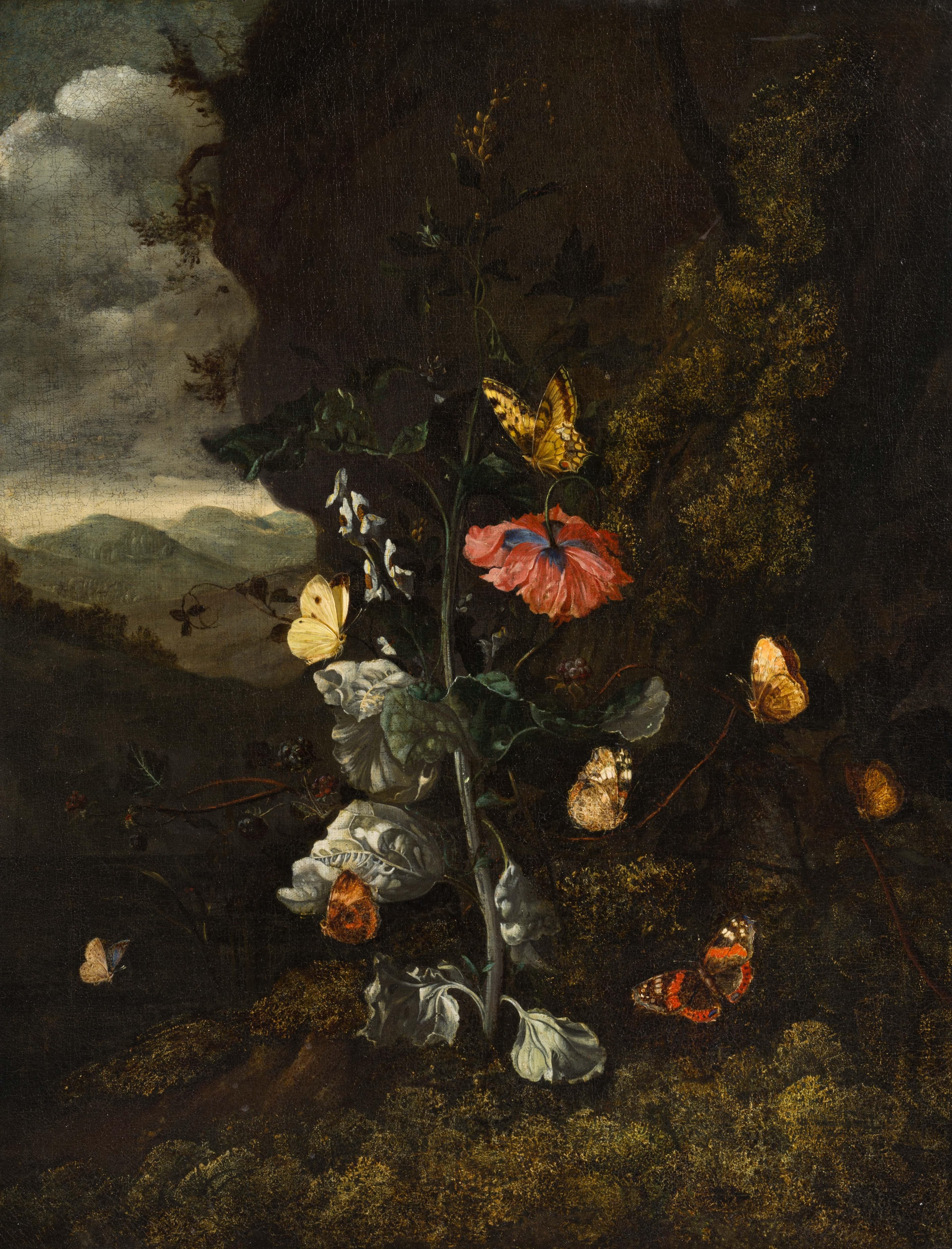 Red Admiral