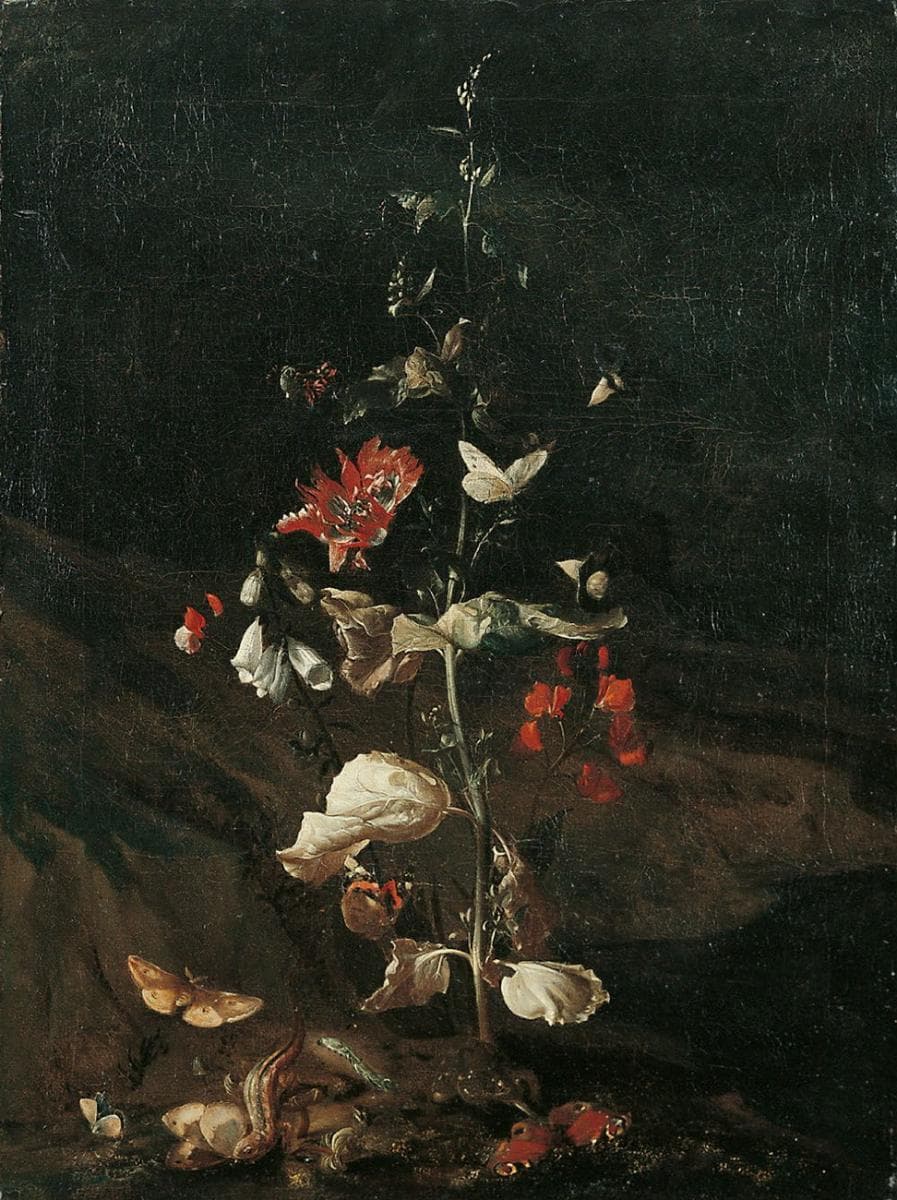 Red Admiral