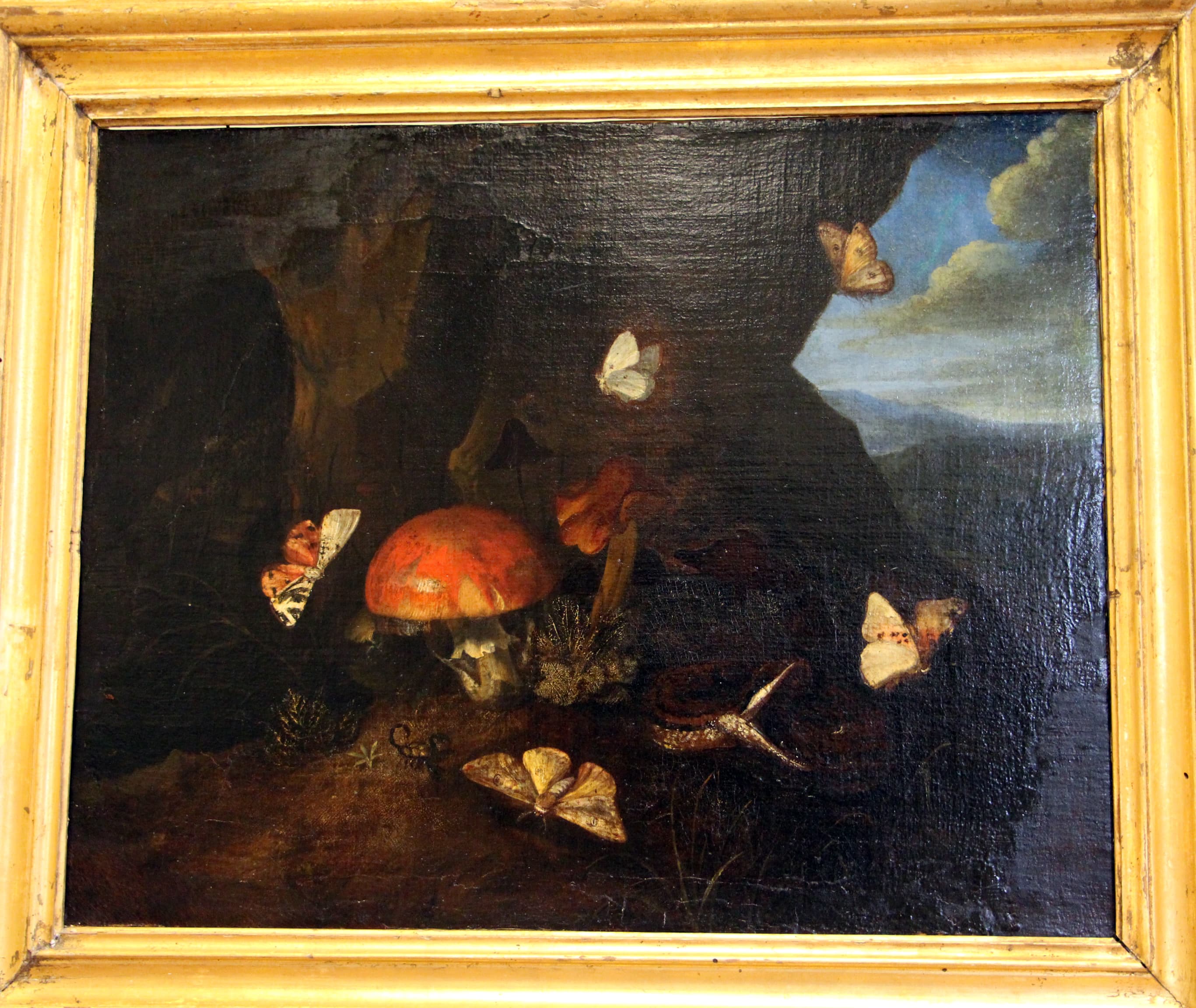 Red Admiral