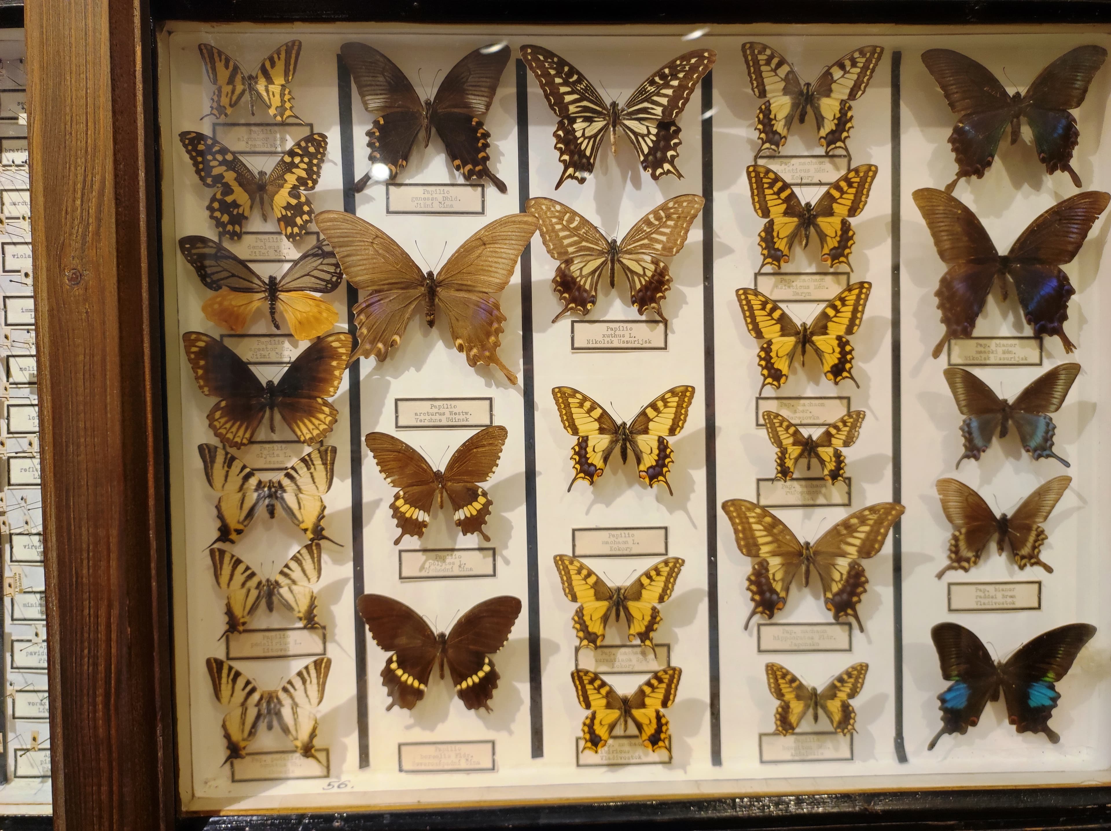 Common Yellow Swallowtail
