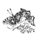 Comma