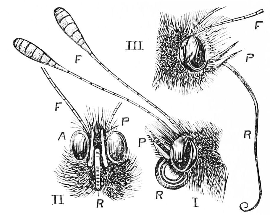 Cabbage White