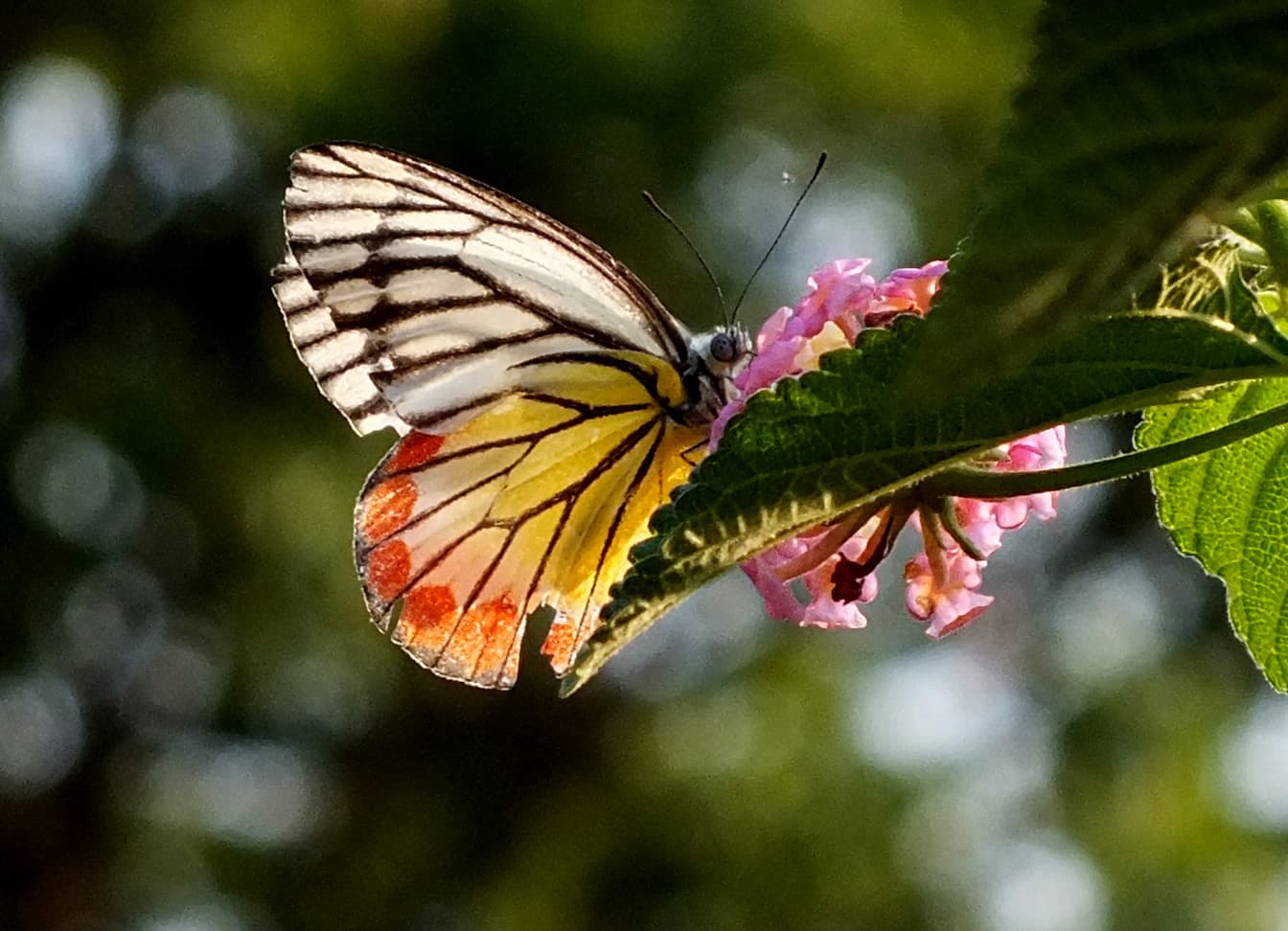 Painted Jezebel