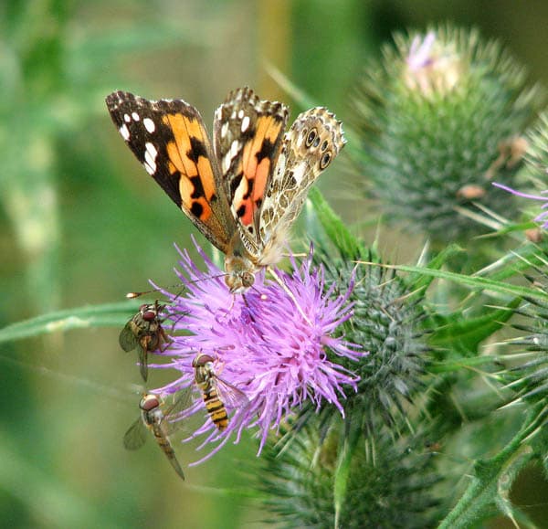 Painted Lady