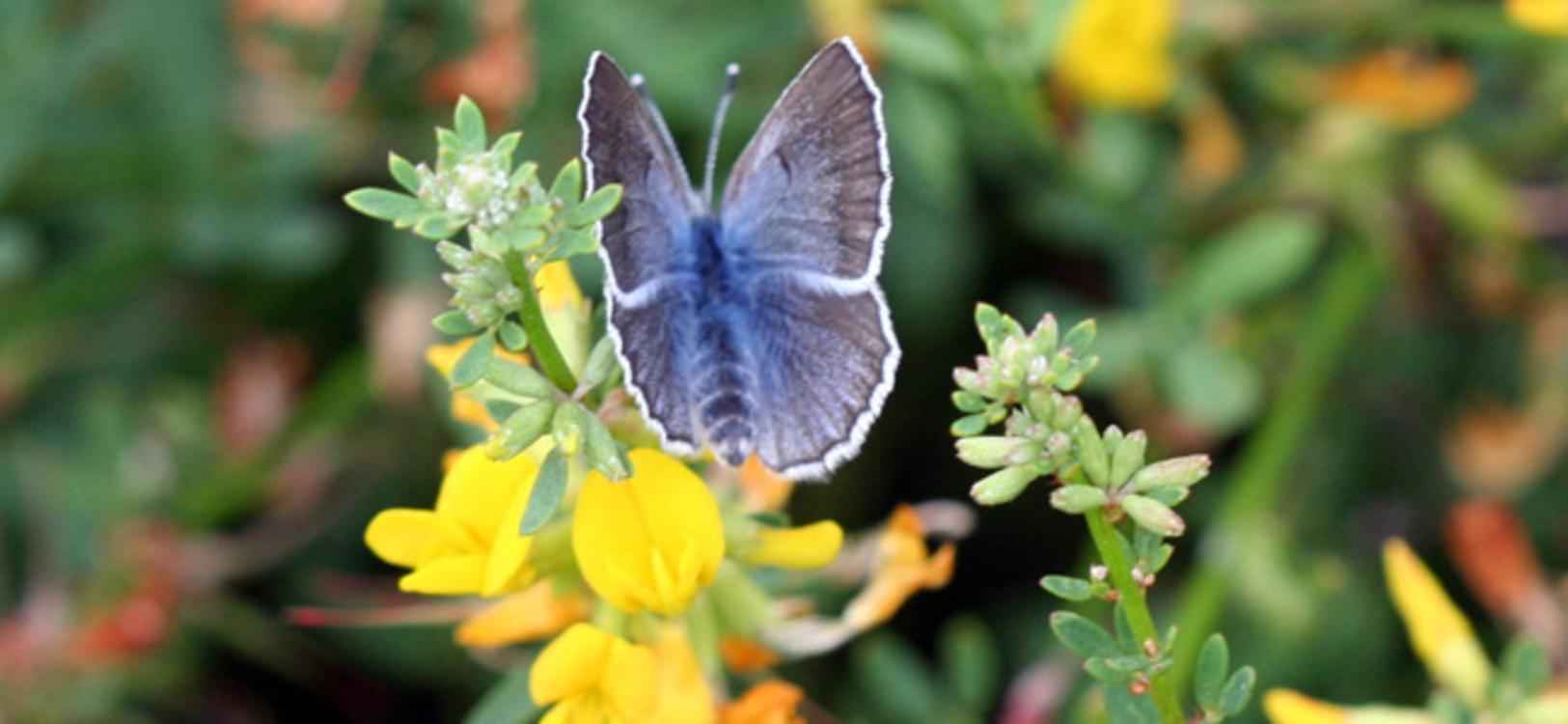 Silvery Blue
