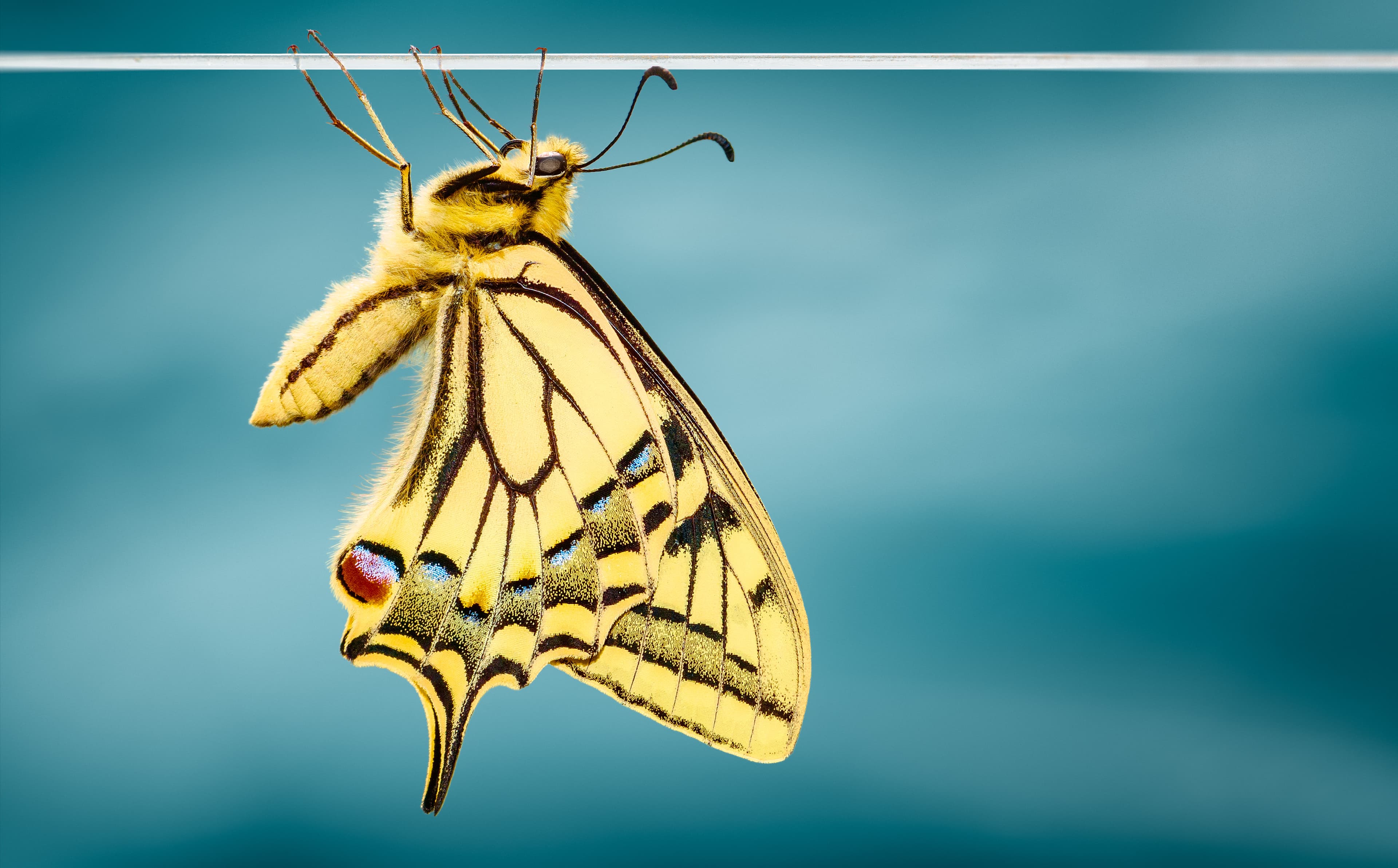 Swallowtail Butterfly