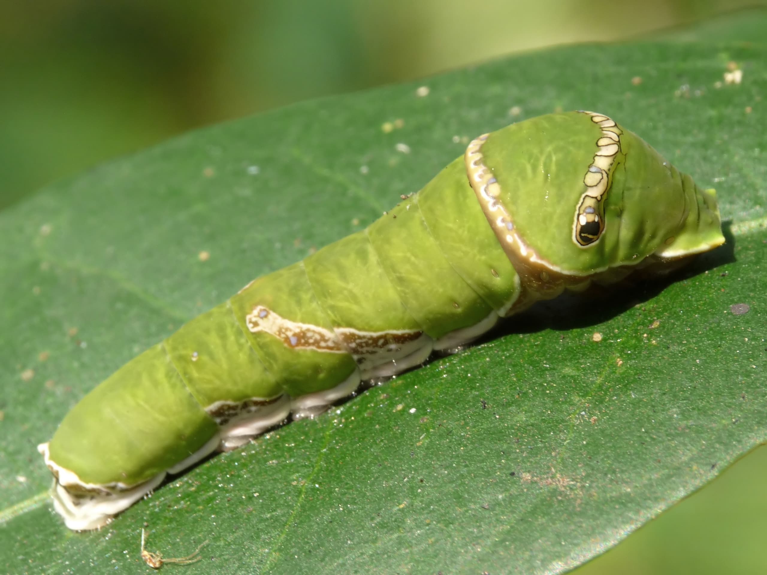 Common Mormon