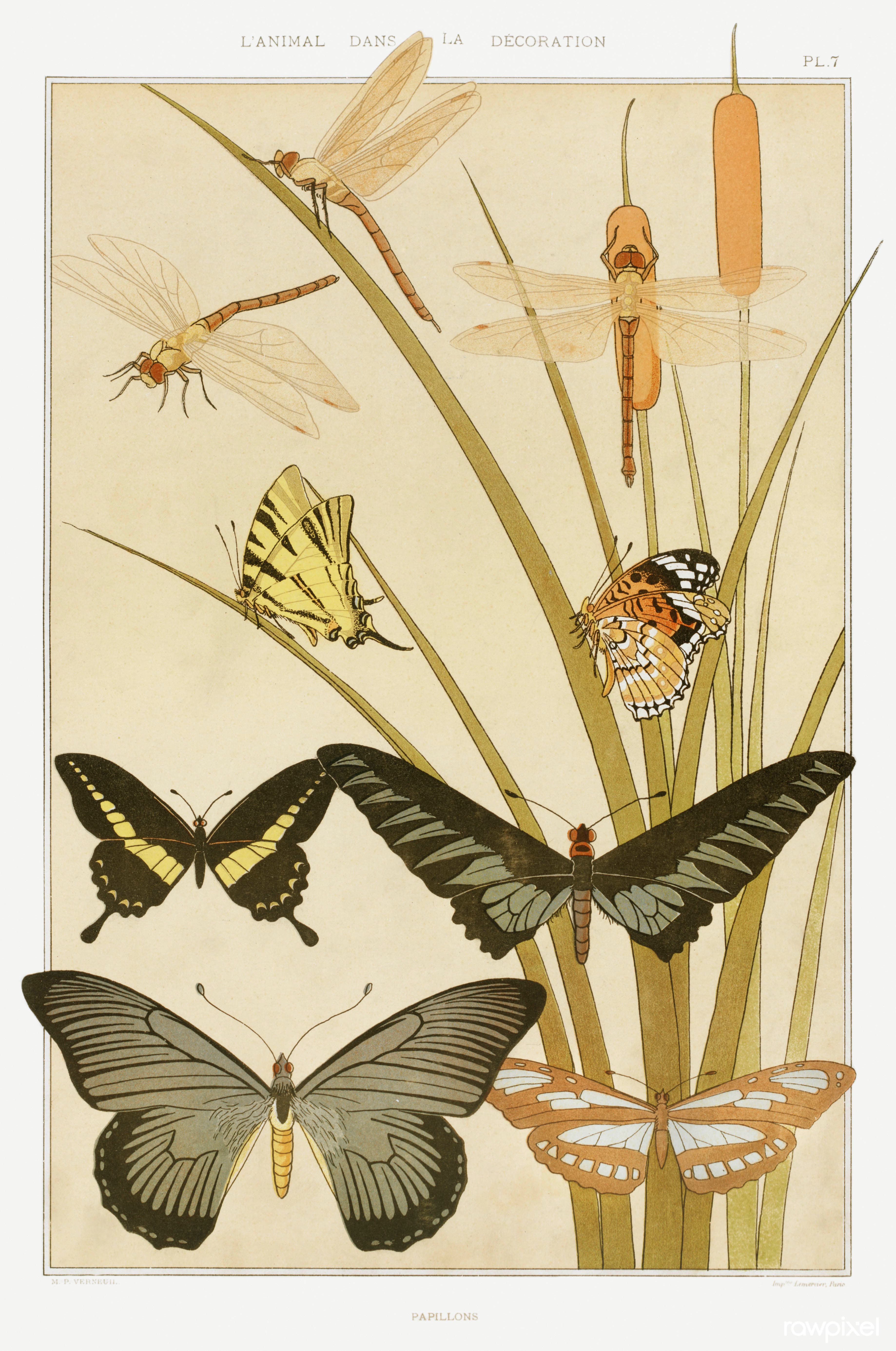 Scarce Swallowtail
