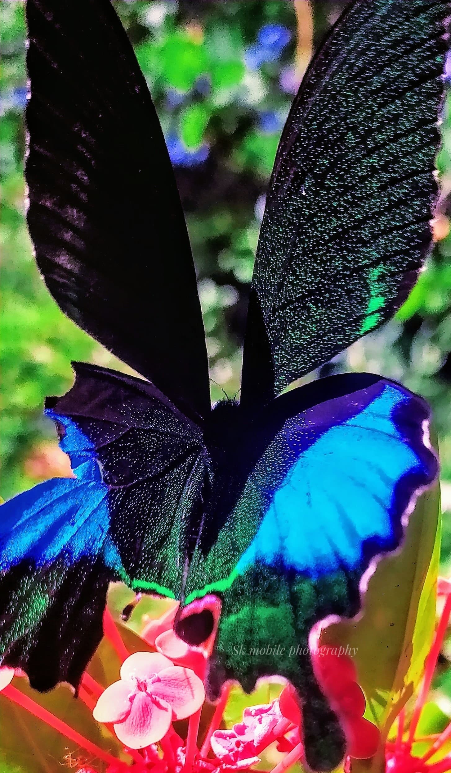 Paris Peacock