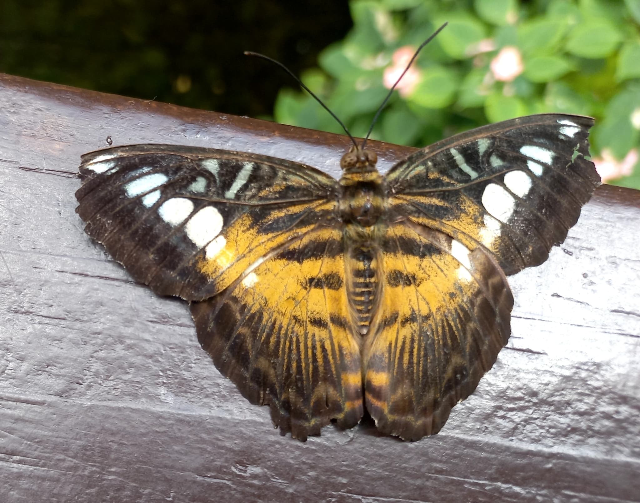 Clipper Butterfly