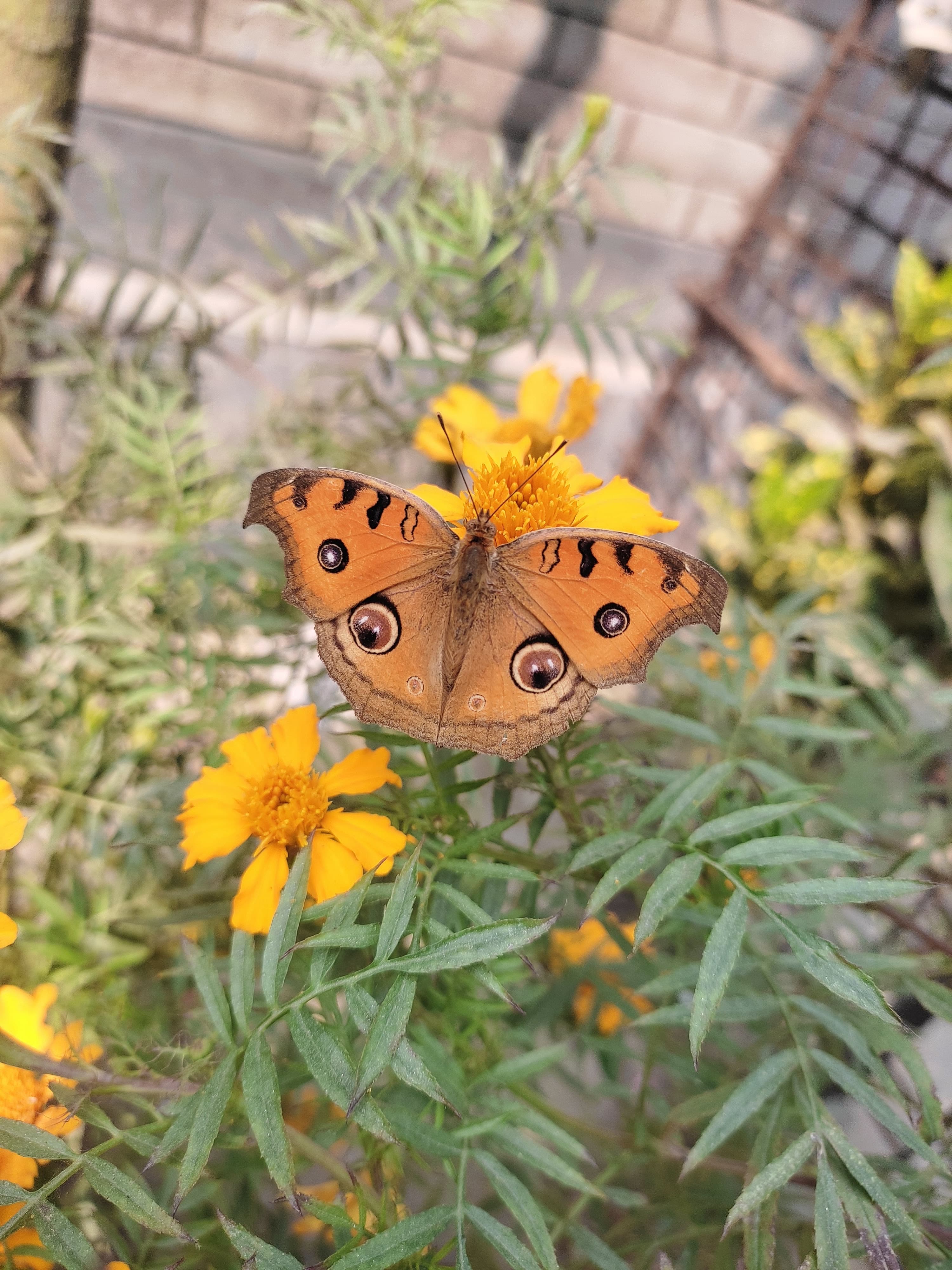 Peacock Pansy