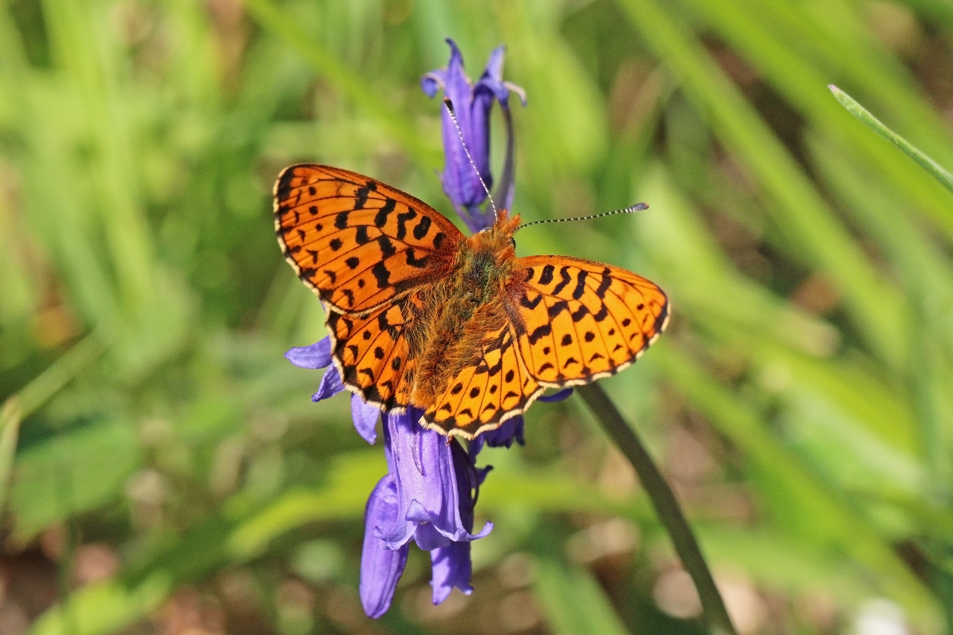 Pearl-bordered Fritillary
