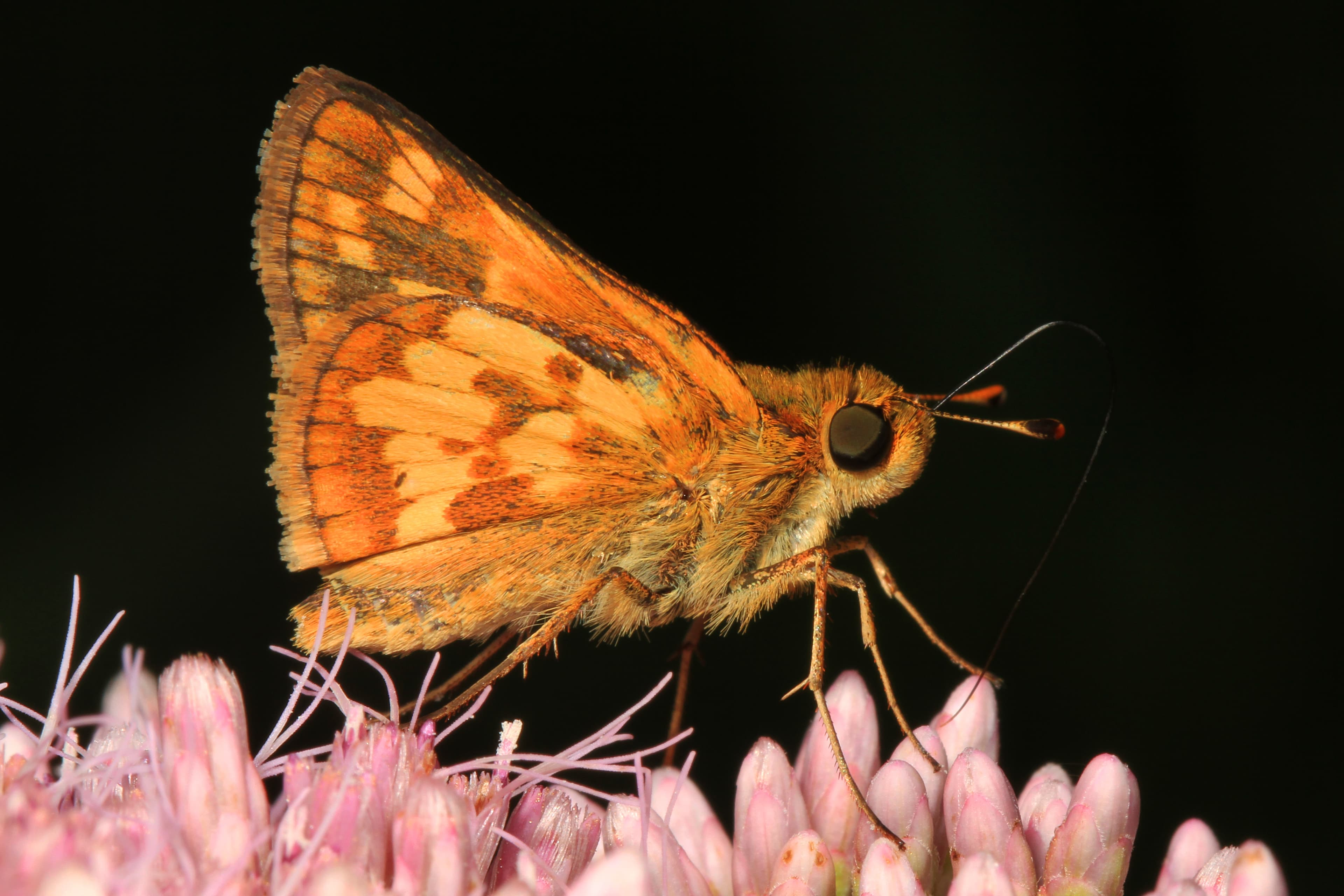 Peck's Skipper
