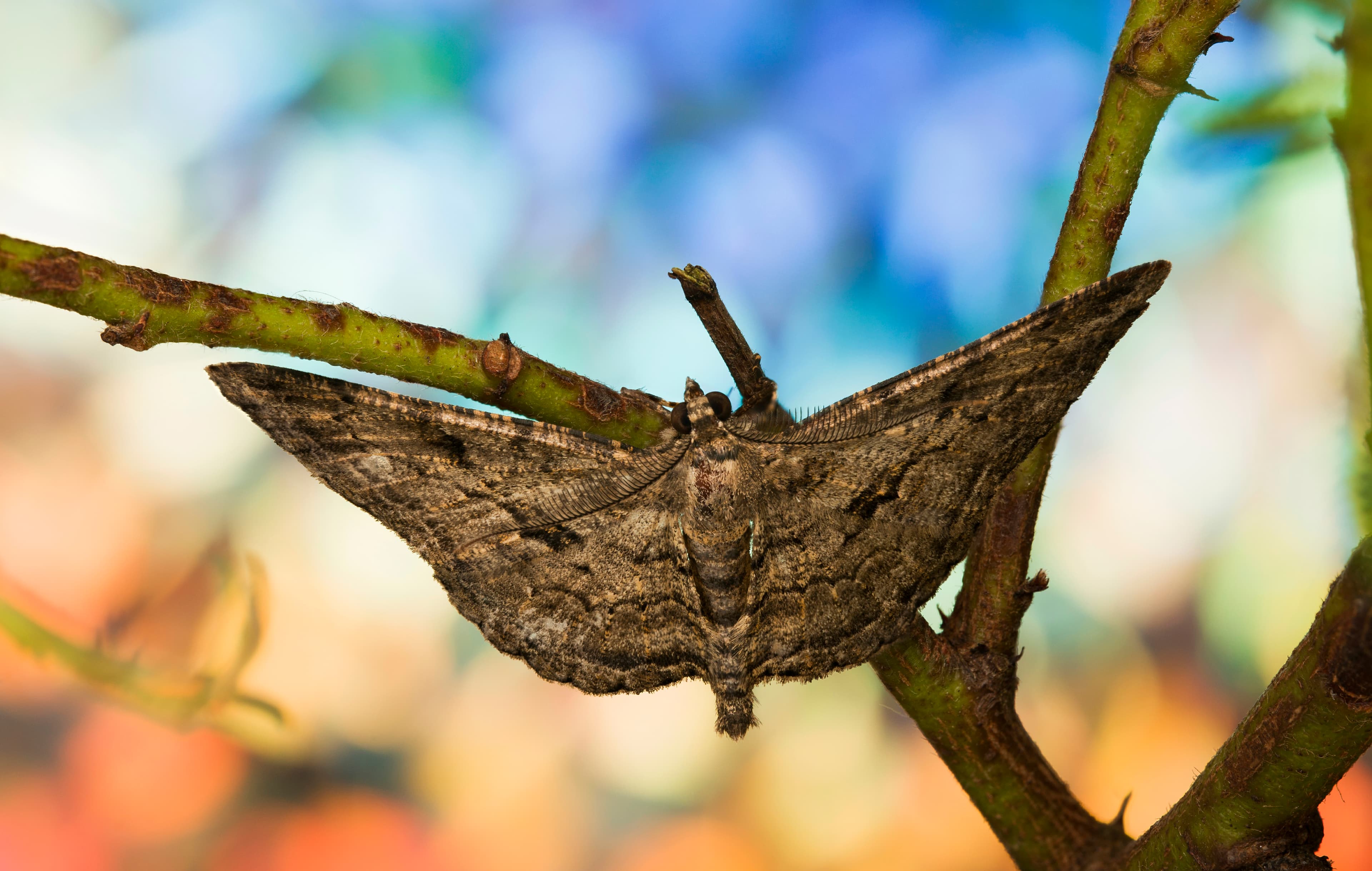 Peppered Moth