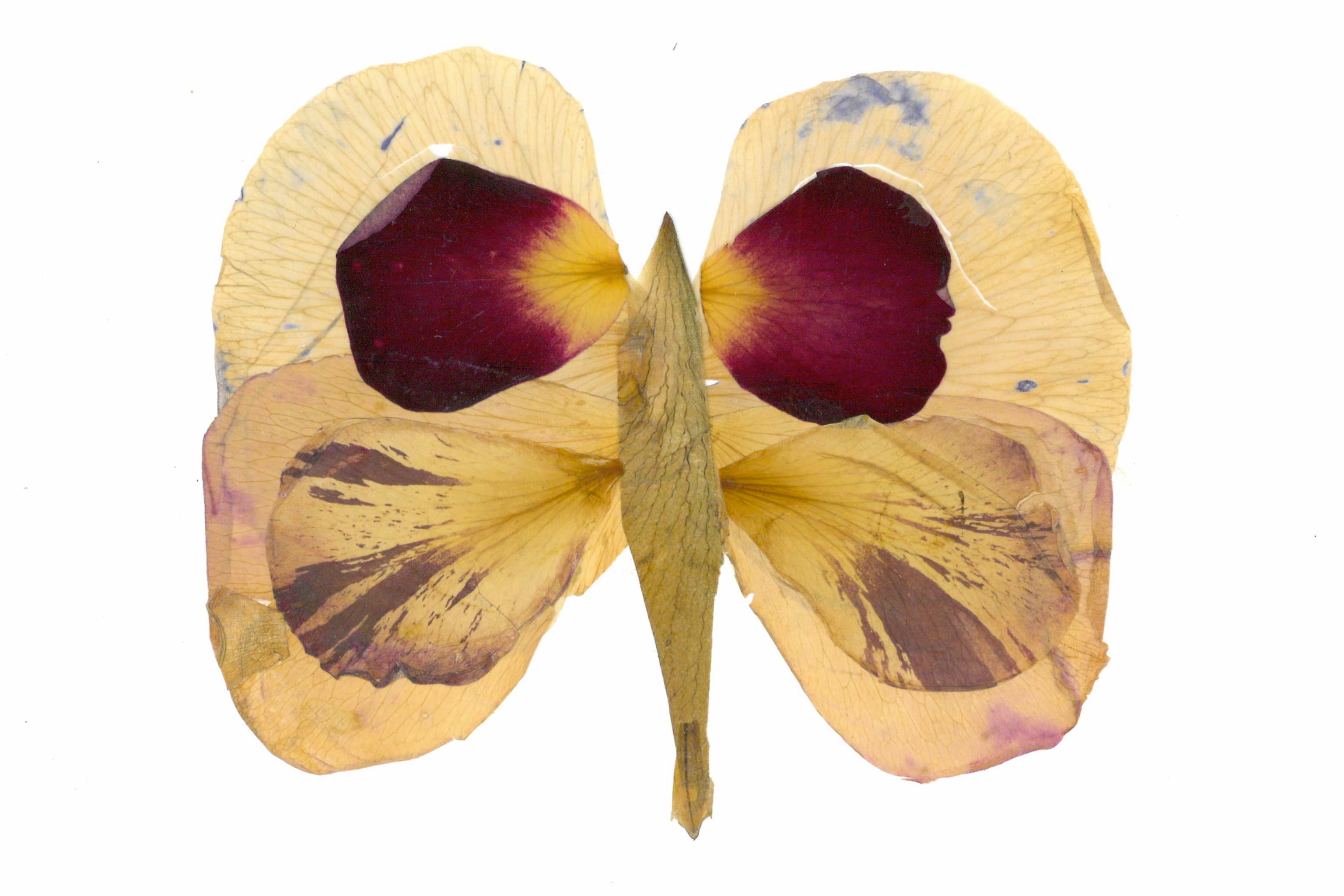 Petalography Butterfly Art (Bernard Schal)