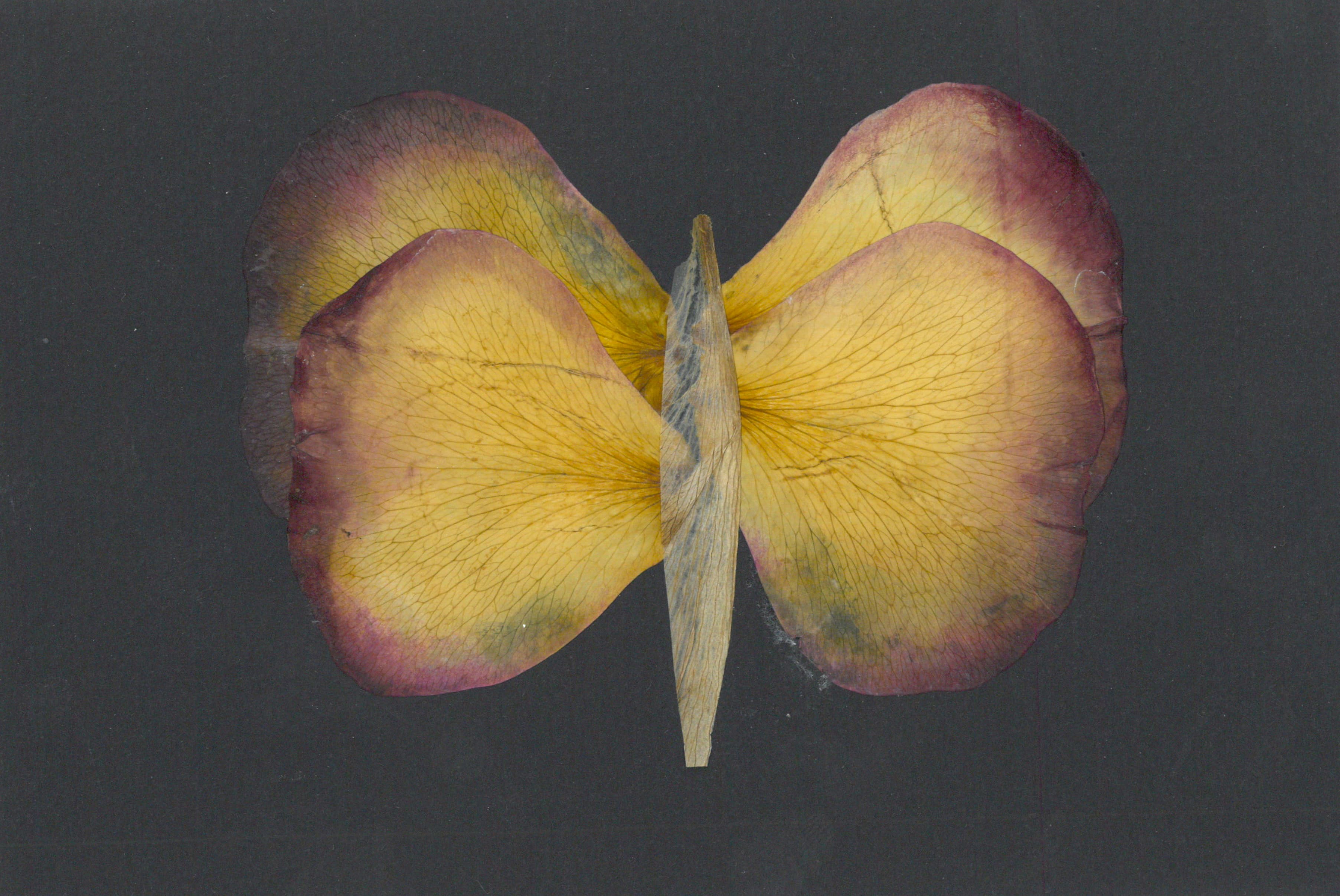 Petalography Butterfly Art