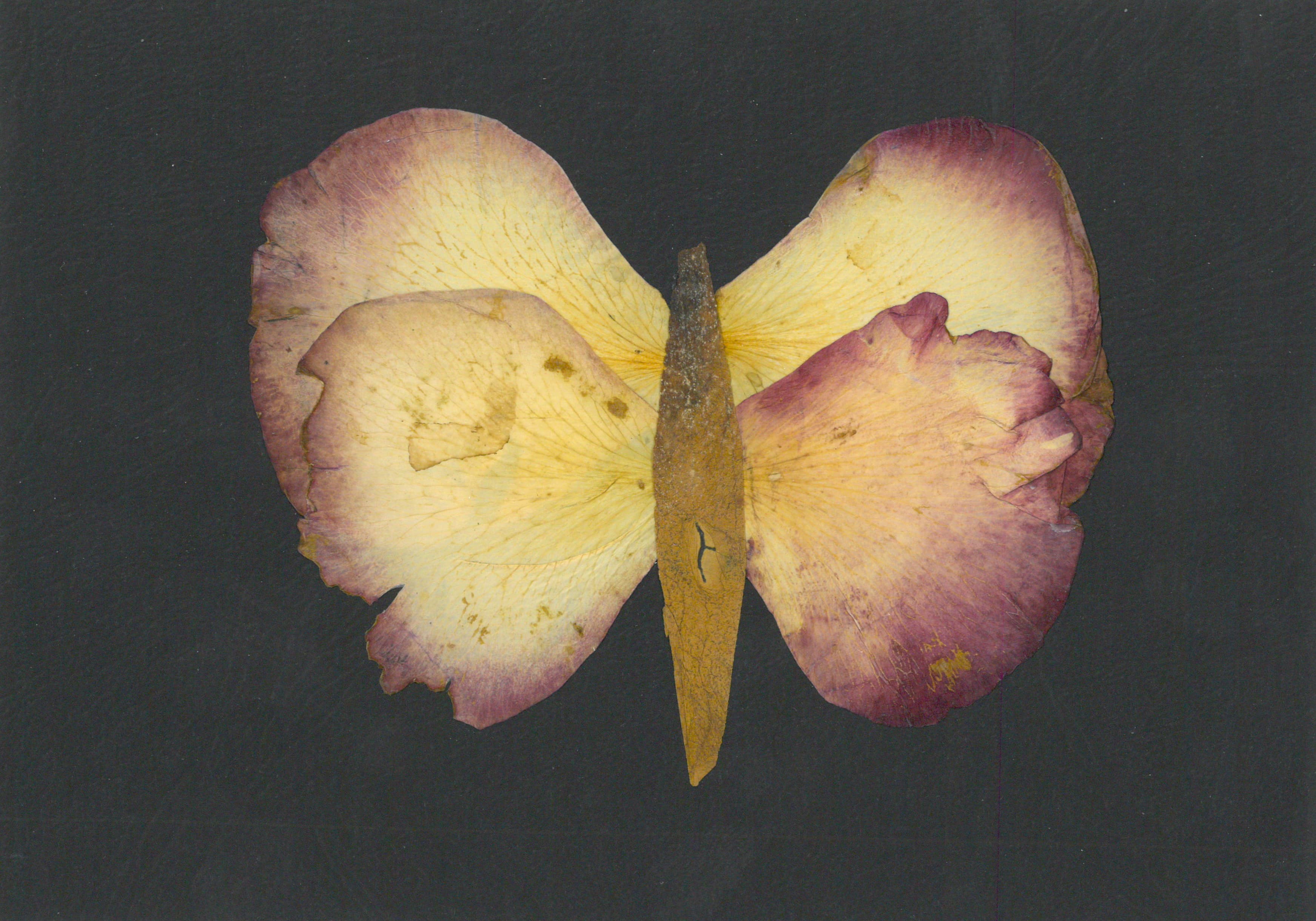 Artistic Butterfly (Petalography)